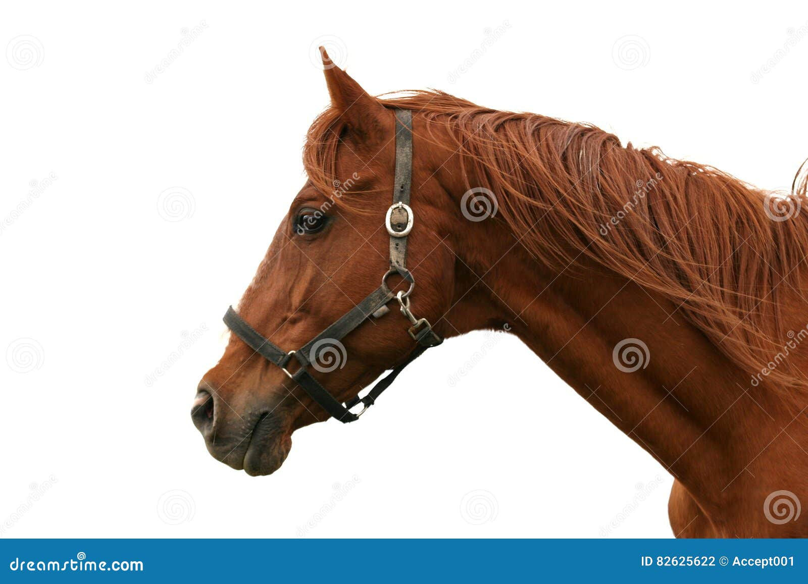 Wallpaper #P2evCJMBSpphPi3-oczY262 Closeup Portrait of a Beautiful Horse Against White Background Stock