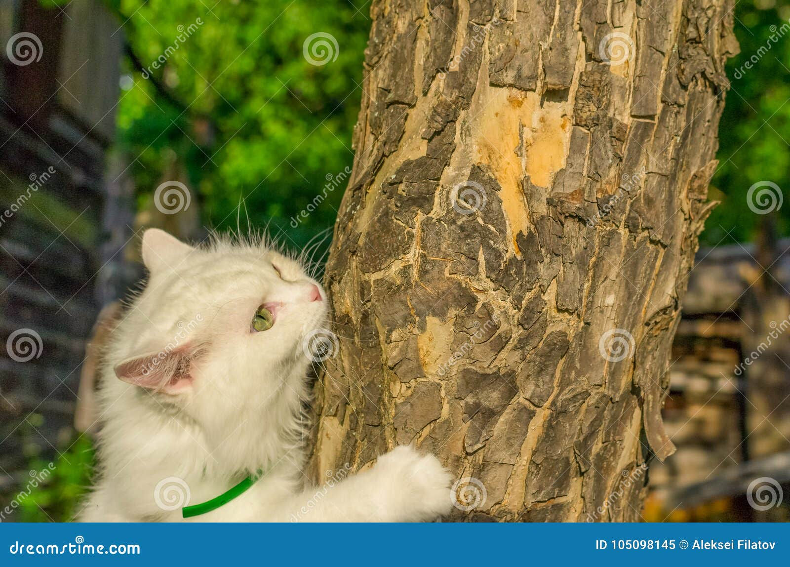 Wallpaper #9mdFCpMBSpphPi3-NNO0489 The Cat is Crawling on a Tree Stock Image Image of Kitty Andfled