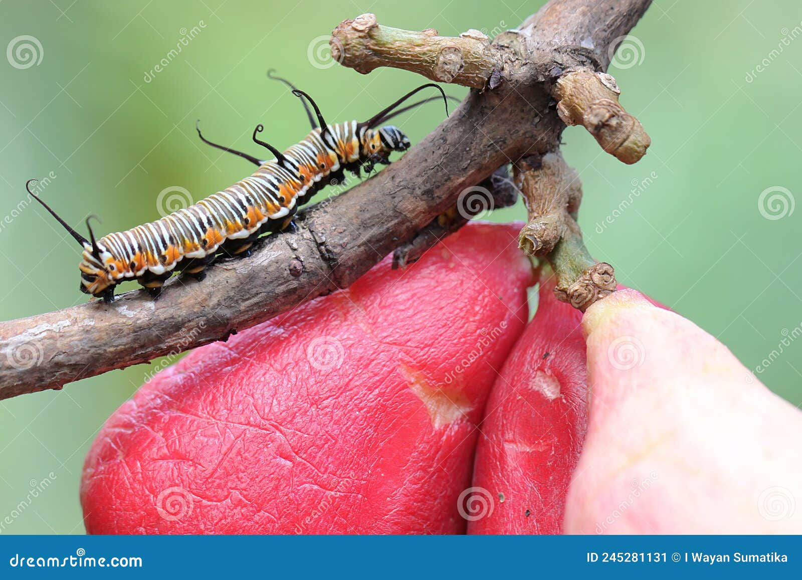 Wallpaper #9mdFCpMBSpphPi3-NNO0178 A Caterpillar is Crawling on a Pink Malay Apple Stock Image Image of