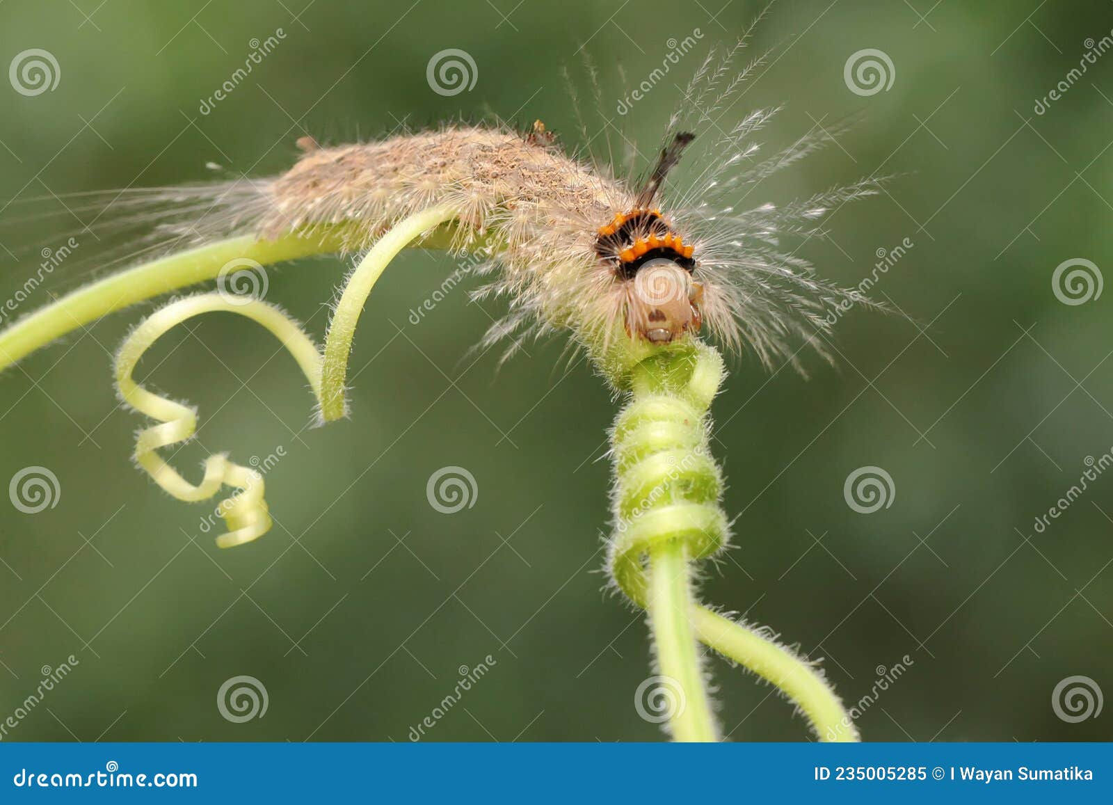 Wallpaper #9mdFCpMBSpphPi3-NNO0196 A Caterpillar is Crawling on a Vine Stock Image Image of Climbing