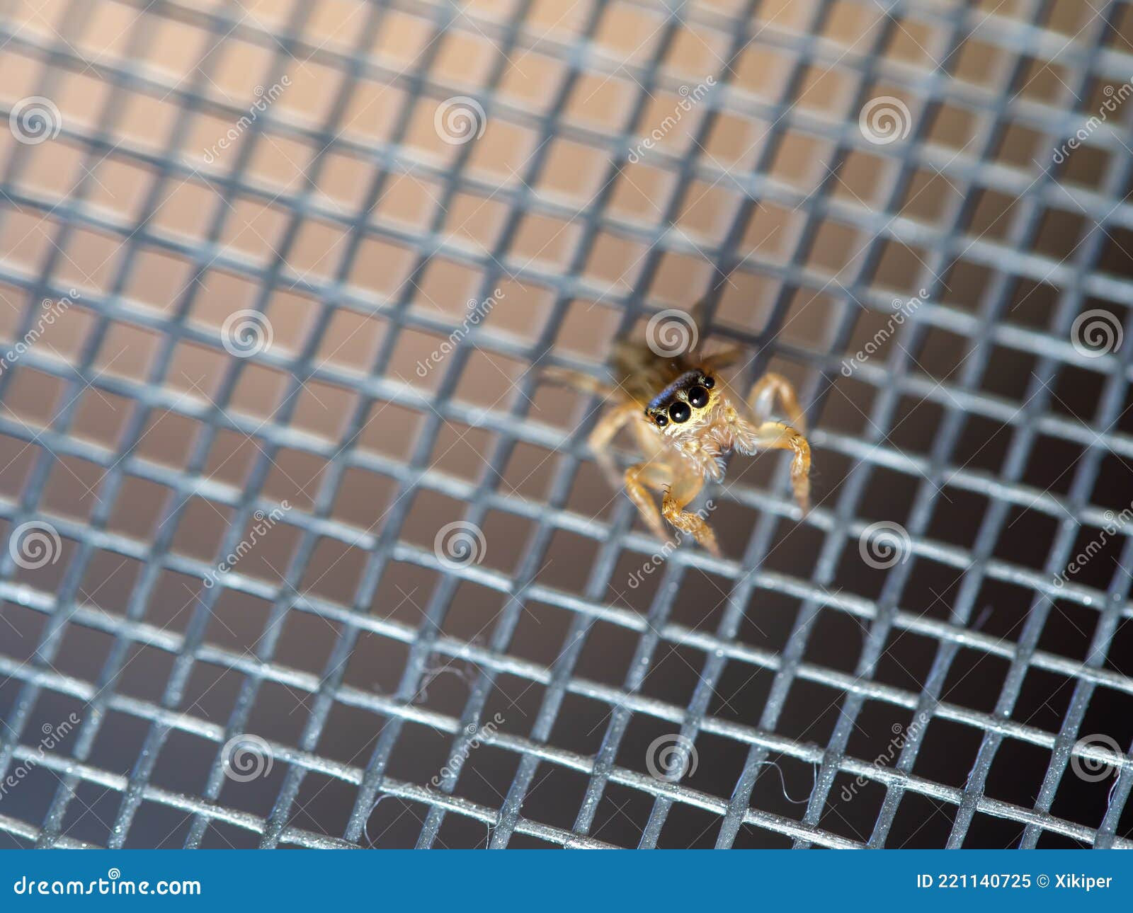 Wallpaper #VBnMEo8BtGB6xQ78m2TP42 Cute Little Jumping Spider Stock Image Image of Looking 221140725