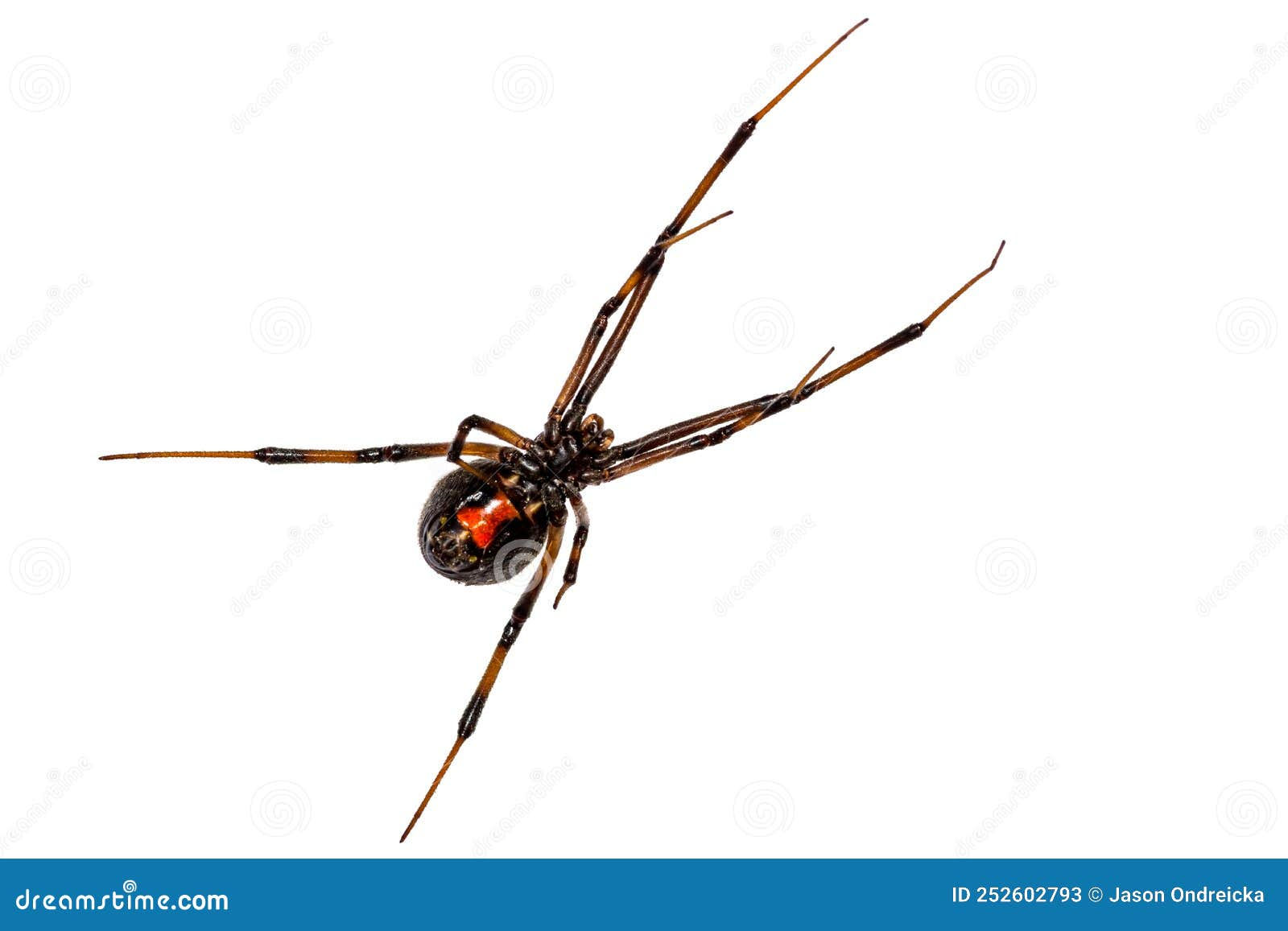 Wallpaper #5vQUOpMBKFX8bn3rPHdj240 Southern Black Widow Spider Latrodectus Mactans Royalty Free Stock