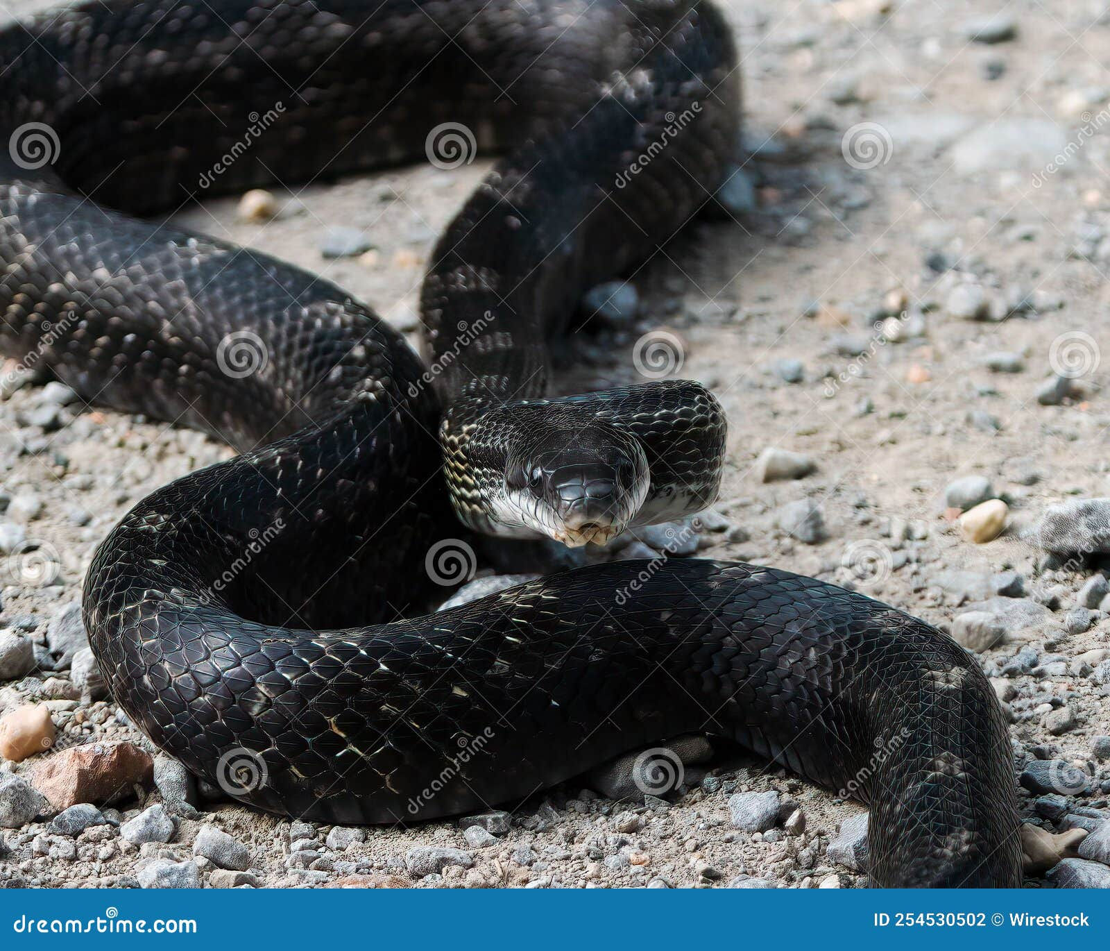 Wallpaper #9mdFCpMBSpphPi3-NNO0245 Closeup of a Lovely Black Racer Snake Crawling on the Ground Stock