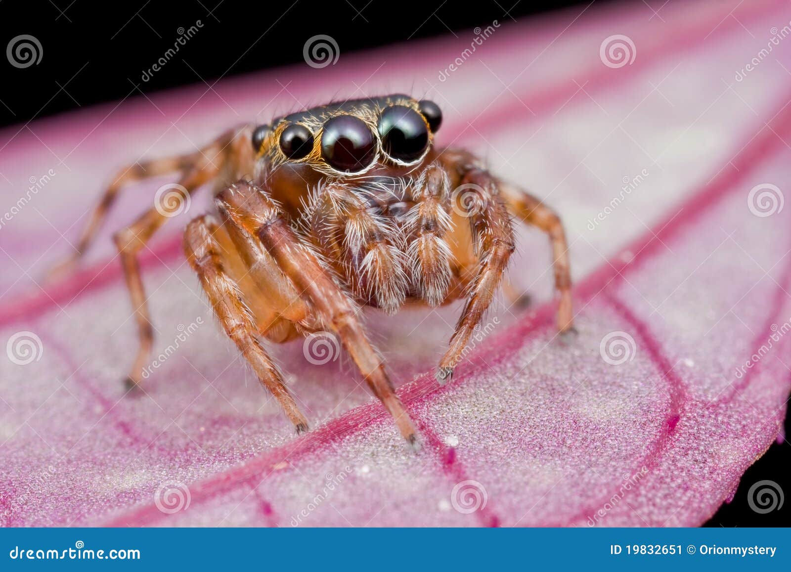 Wallpaper #dmevDpMBSpphPi3-H-tz136 A Cute Jumping Spider Stock Image Image of Brown Color 19832651
