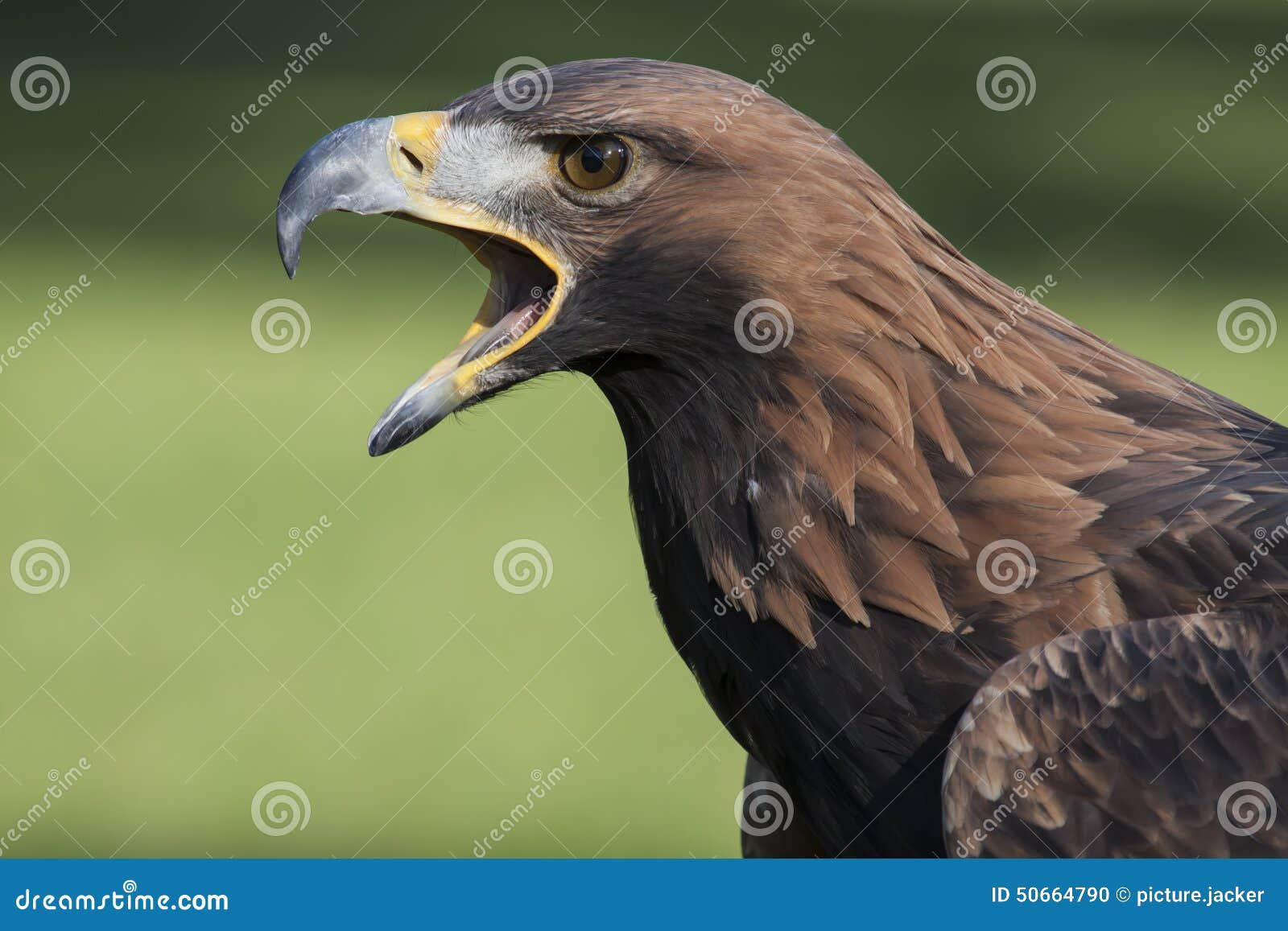 Wallpaper #6ef95 11209 Gier Eagle Images Stock Photos Vectors Shutterstock