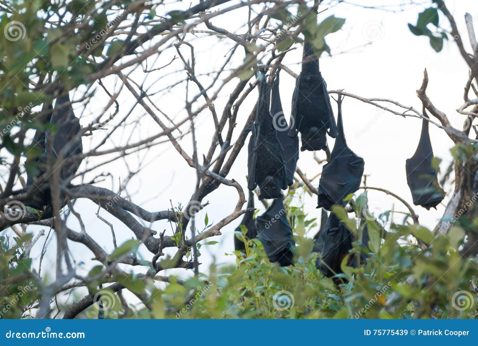 Wallpaper #2mdTDJMBSpphPi3-nt1P156 Colony of Fruit Bats Stock Image Image of Megabat Flora 75775439