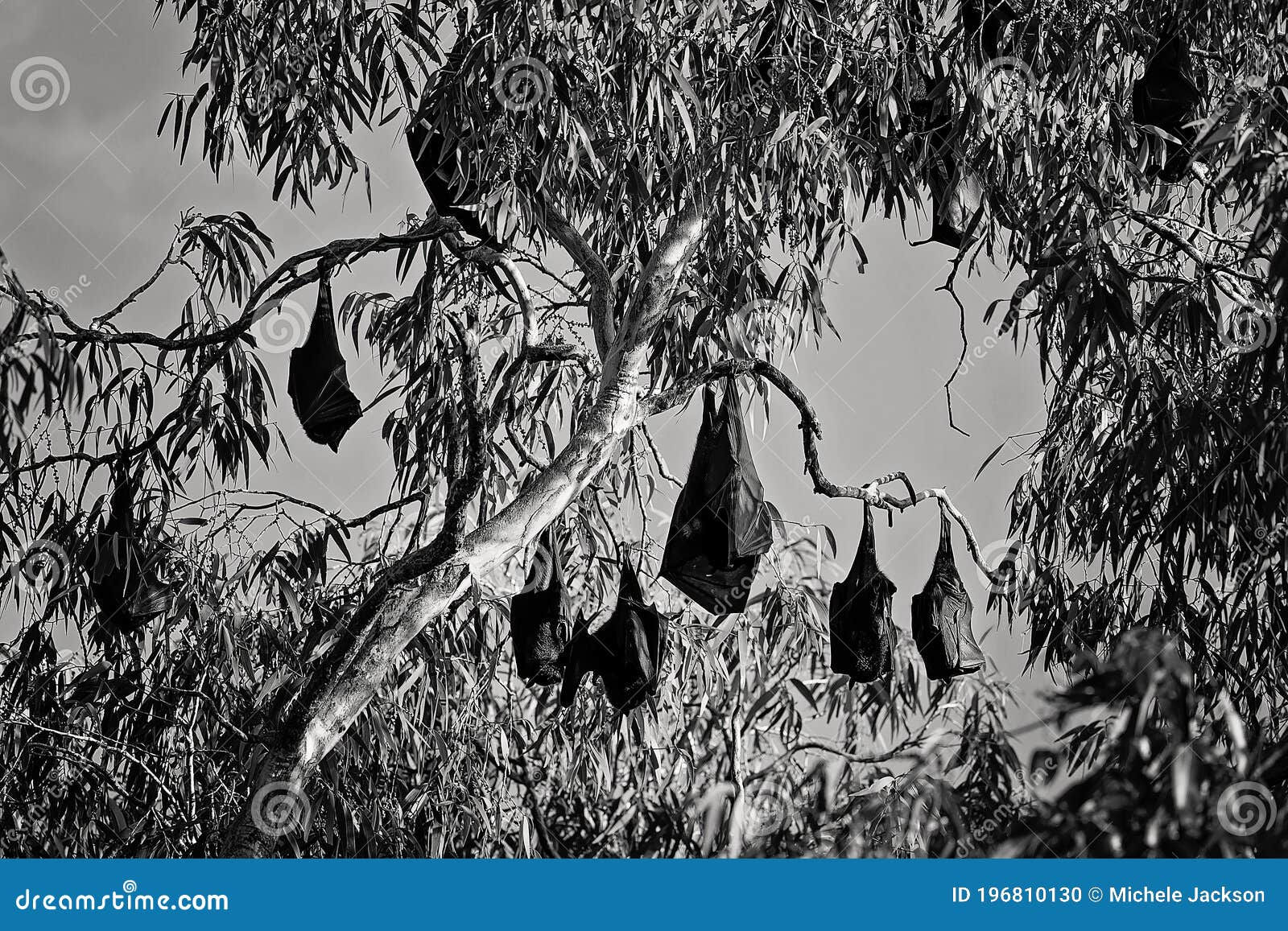 Wallpaper #2mdTDJMBSpphPi3-nt1P317 A Cauldron of Bats Stock Photo Image of Animal Australia 196810130