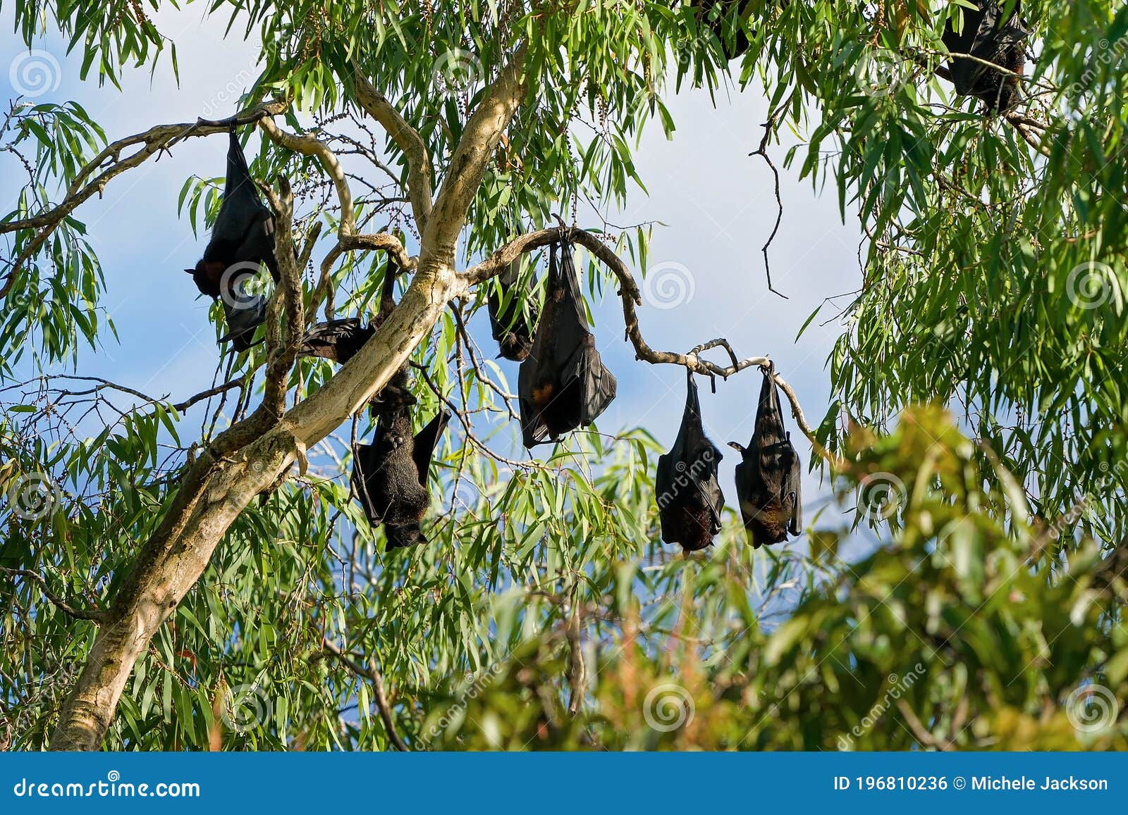 Wallpaper #2mdTDJMBSpphPi3-nt1P172 A Cauldron of Bats Stock Photo Image of Membrane Flock 196810236