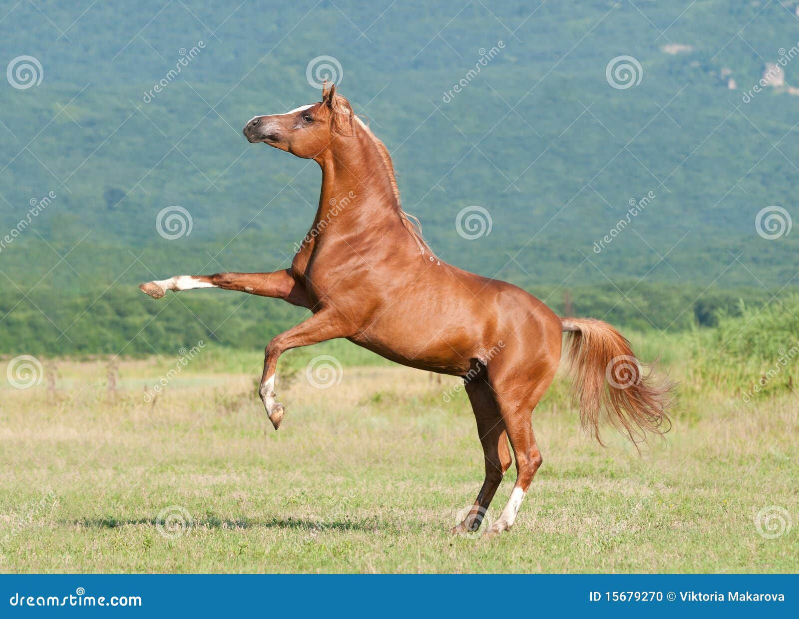 Wallpaper #-2cU-ZIBSpphPi3-KovY240 Chestnut Arabian Stallion Rearing Stock Photo Image of Sorrel
