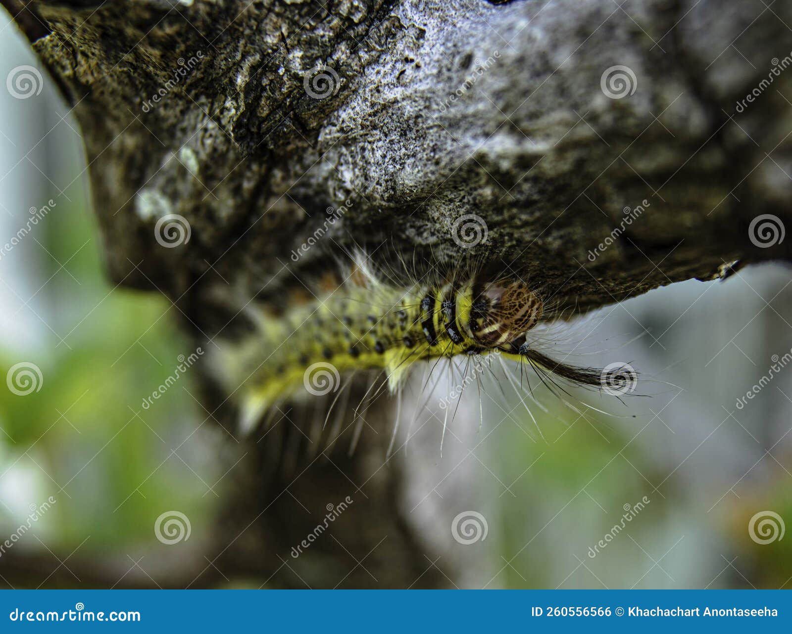 Wallpaper #9mdFCpMBSpphPi3-NNO0242 The Caterpillars Are Crawling Up the Trees to Eat the Young Leaves