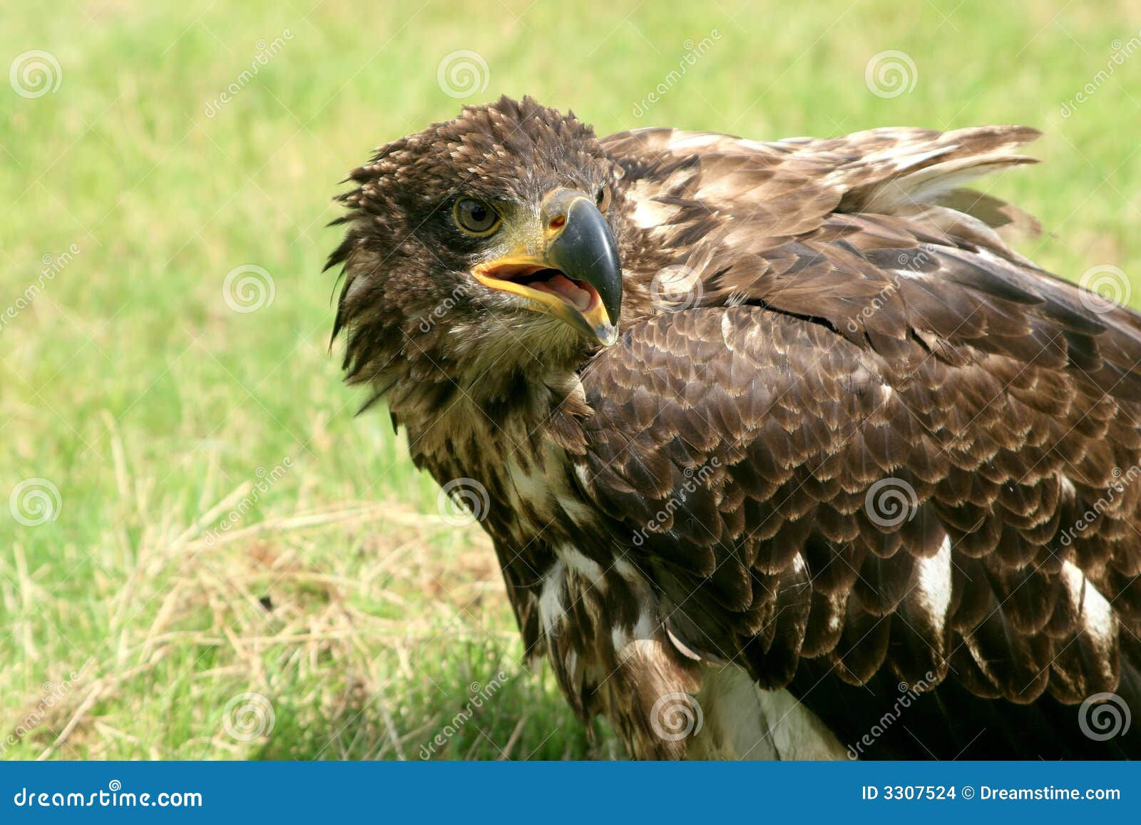 Wallpaper #6ef95 11209 Gier Eagle Images Stock Photos Vectors Shutterstock