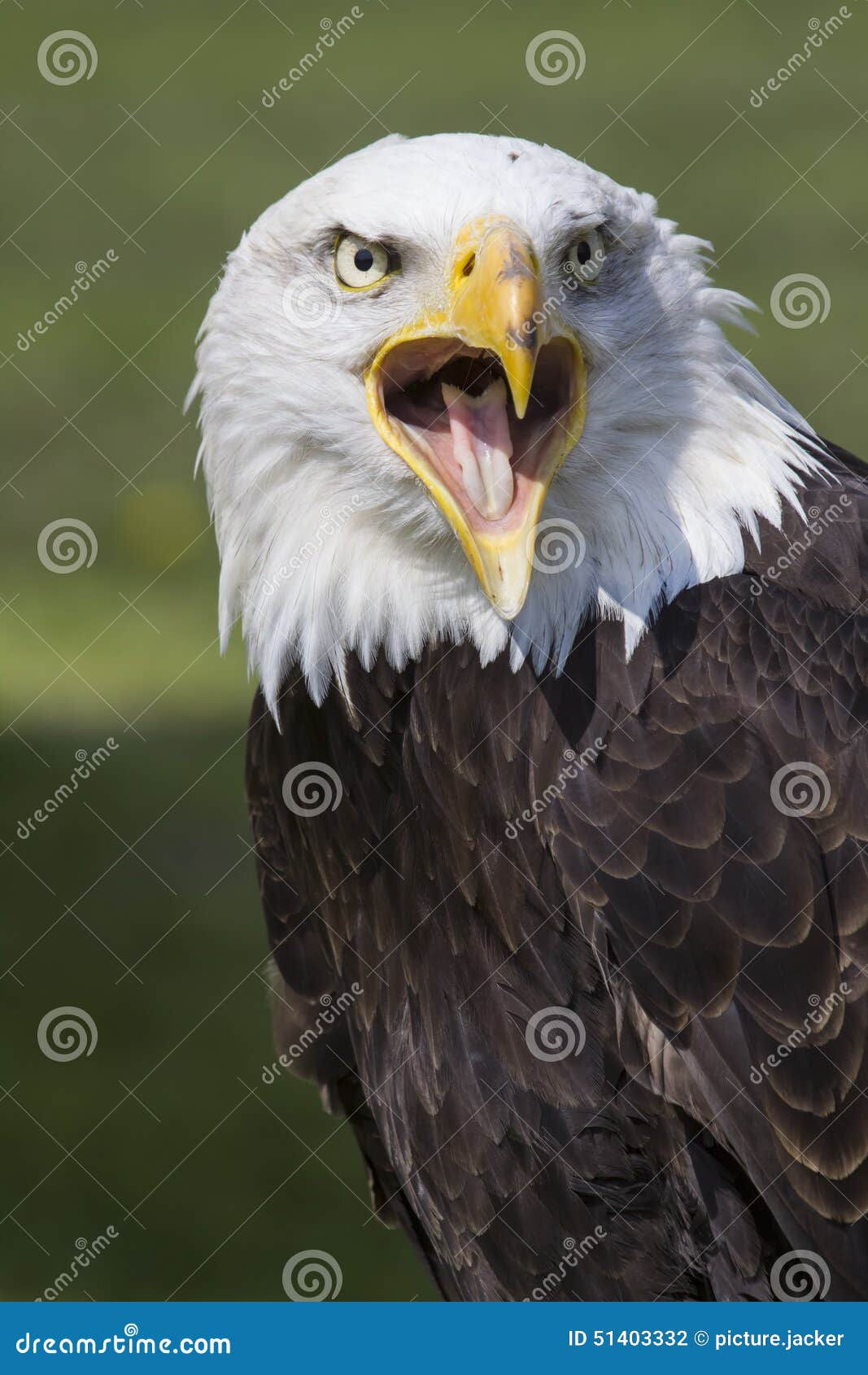 Wallpaper #6ef95 11209 Gier Eagle Images Stock Photos Vectors Shutterstock
