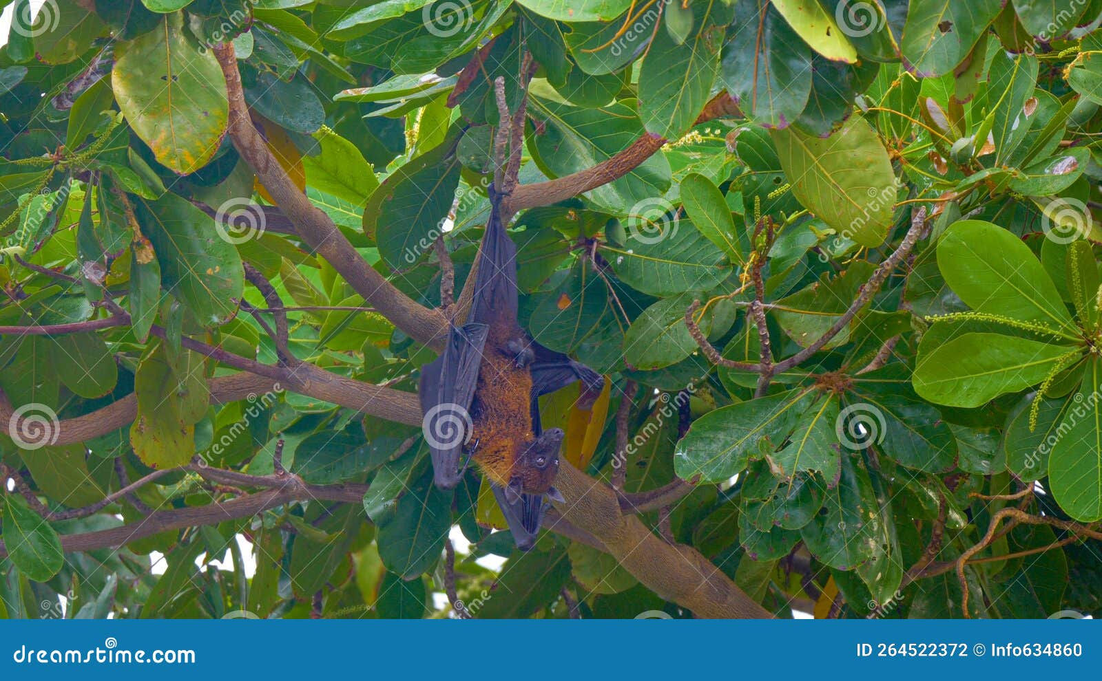 Wallpaper #2mdTDJMBSpphPi3-nt1P177 Megabat Hanging on the Tree Branch Bat is Hanging on the Tree Flying