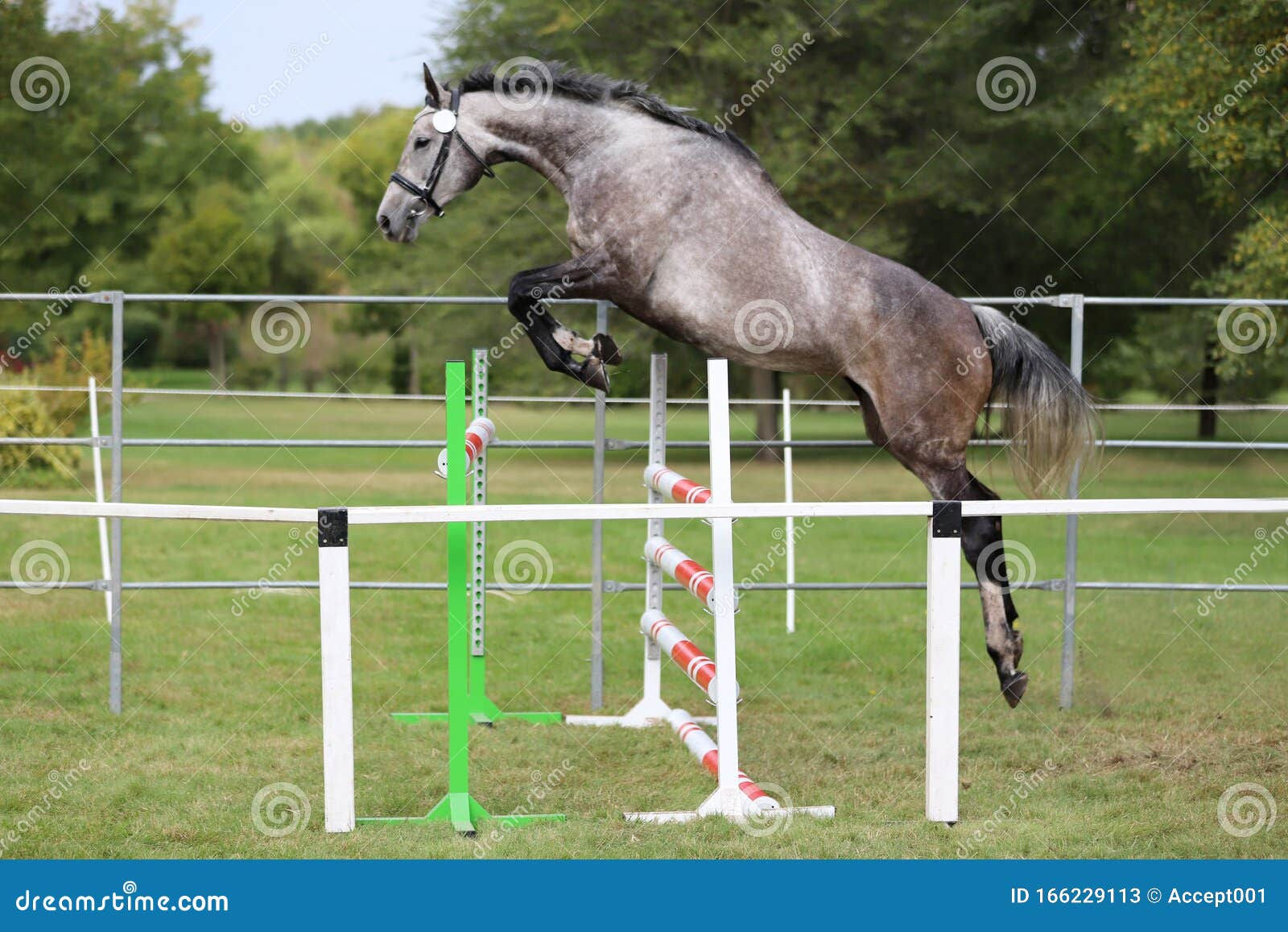 Wallpaper #Gx2aLJMBlOZrFDOk68sw68 Beautiful Young Purebred Horse Jump Over Barrier Free Show Jumping