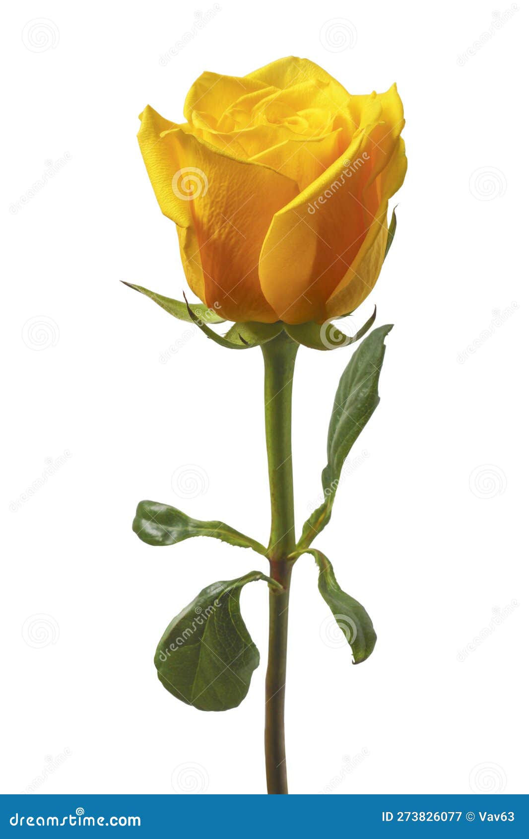 Wallpaper #Hx38KZMBlOZrFDOkzsOQ366 Yellow Rose Stock Image Image of Petals Macro Valentine 273826077