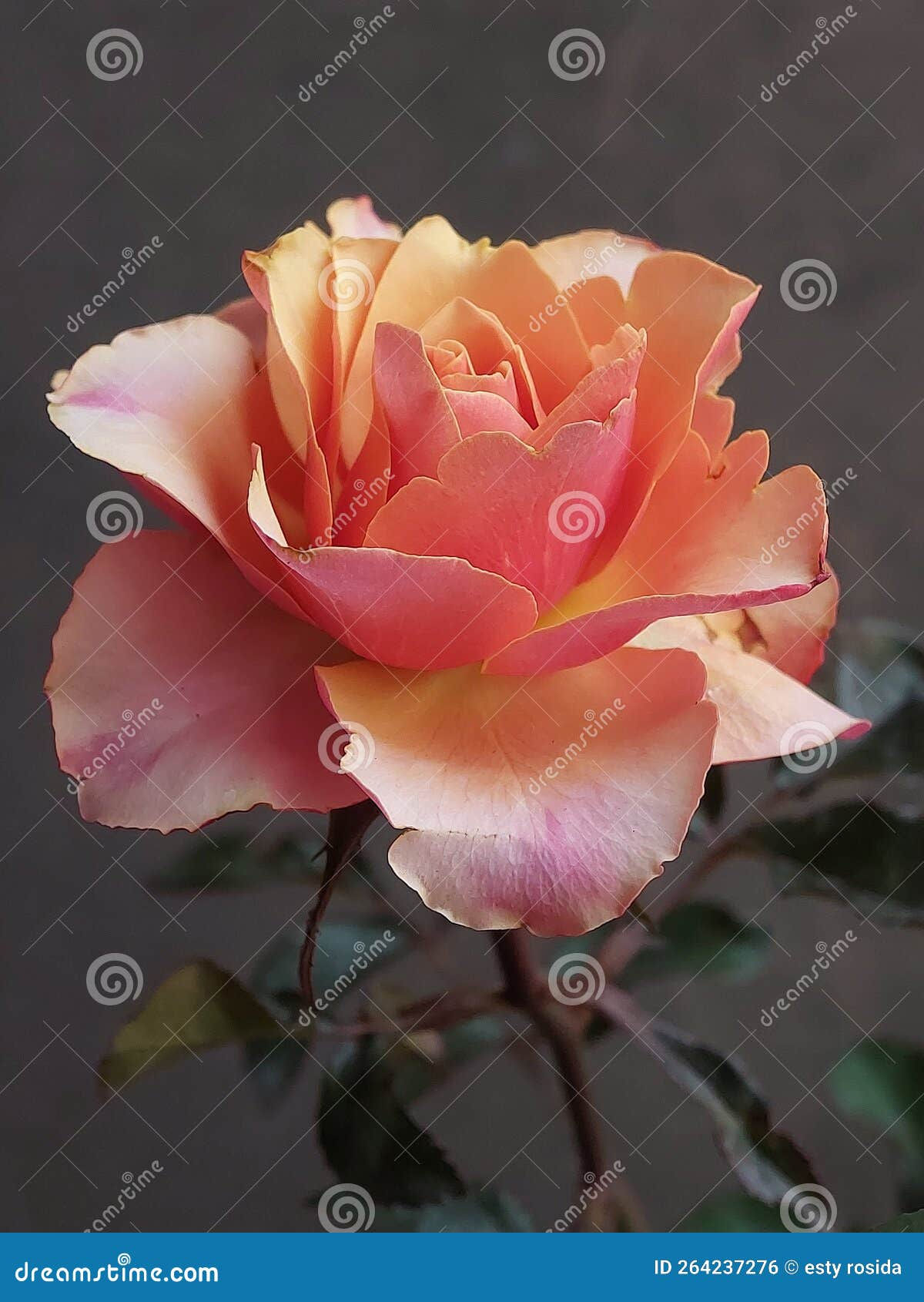 Wallpaper #Hx38KZMBlOZrFDOkzsOQ400 Yellow Orange Gradation of Rose Flowers on Dark Green Background Stock