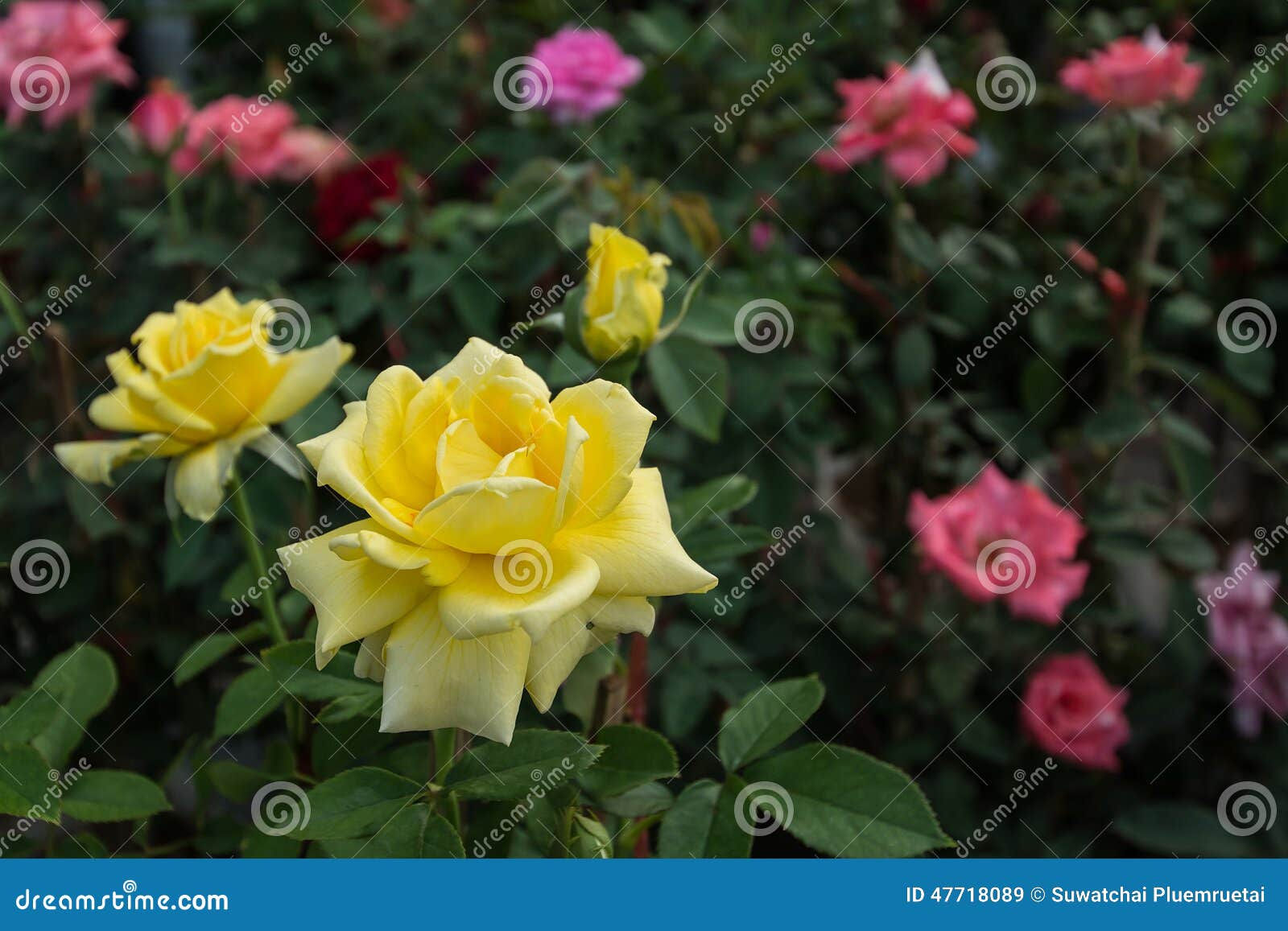 Wallpaper #0GhWIpMBSpphPi3-rzIH170 Yellow Rose Flower in Garden Stock Image Image of Garden Vintage