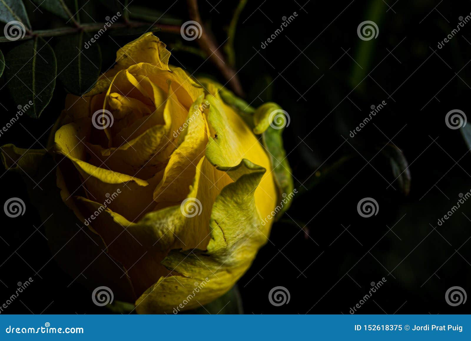 Wallpaper #Hx38KZMBlOZrFDOkzsOQ307 Yellow Rose Flower Macro Still on a Dark Scene Stock Image Image of