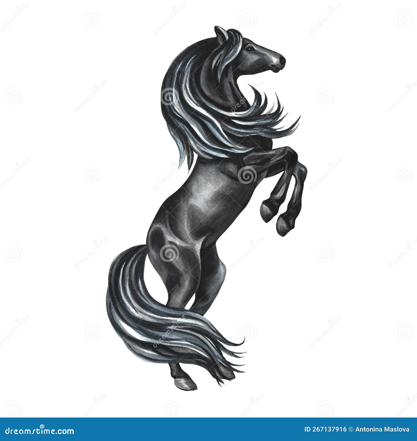 Wallpaper #-2cU-ZIBSpphPi3-KovY153 Black Horse Rearing Up Hand Drawn Watercolor Isolate for Printing
