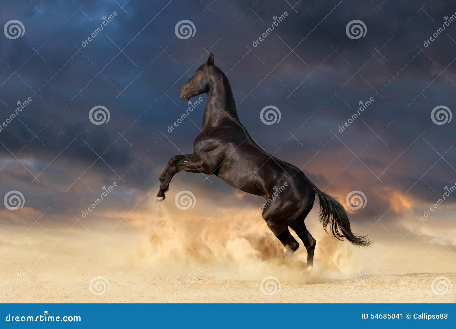 Wallpaper #-2cU-ZIBSpphPi3-KovY63 Black Horse Rearing Up Stock Image Image of Farm Akhal 54685041
