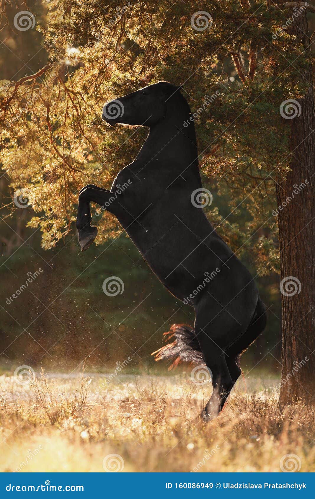 Wallpaper #-2cU-ZIBSpphPi3-KovY30 Black Horse Rearing Up on Ground in Sunset Sunlight Stock Image Image