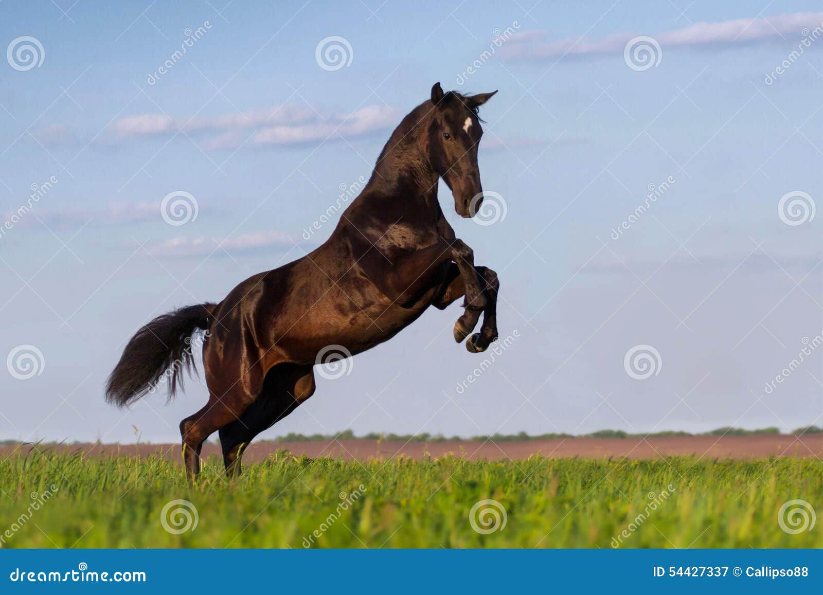 Wallpaper #-2cU-ZIBSpphPi3-KovY45 Black Horse Rearing Up Stock Image Image of Ranking 54427337