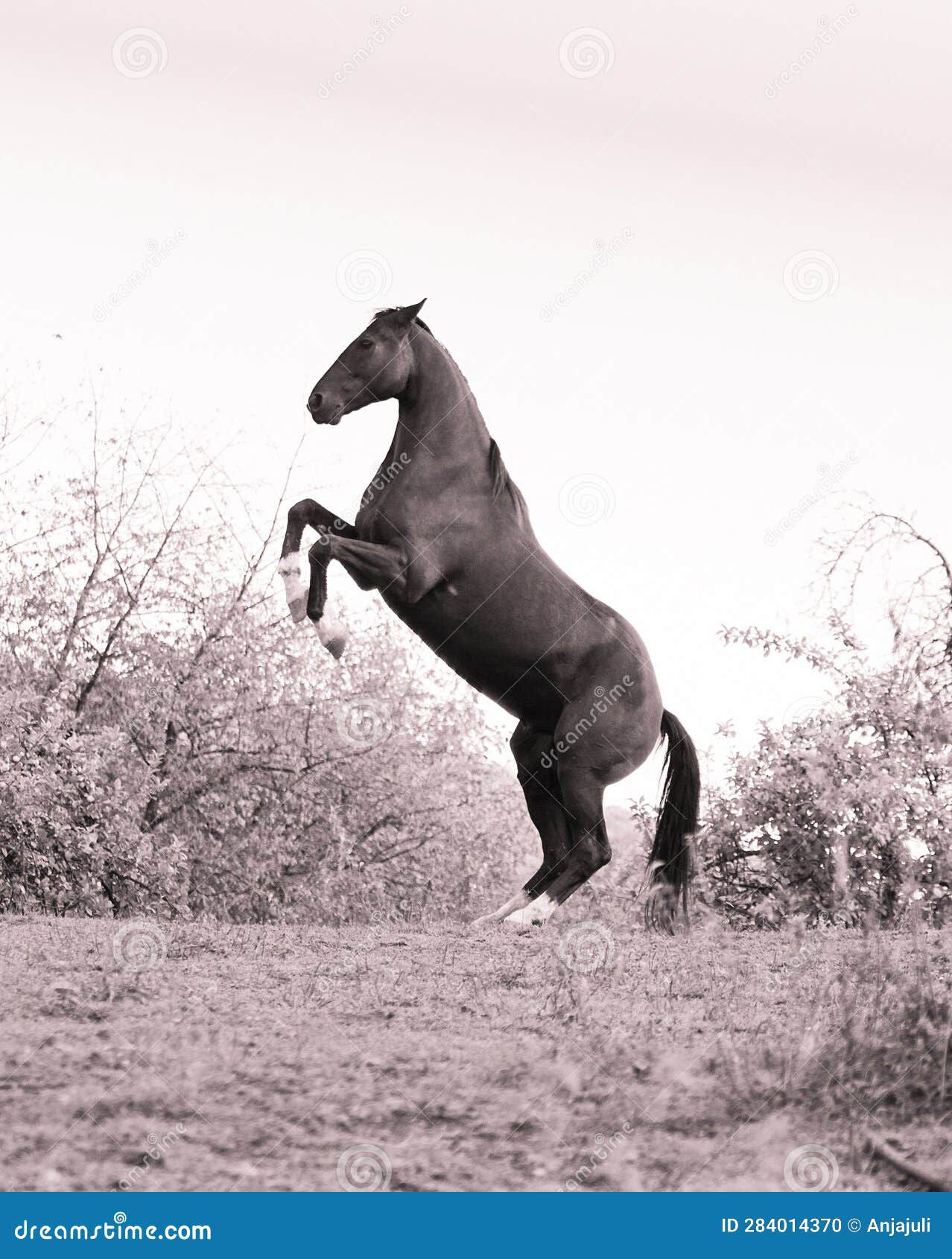 Wallpaper #-2cU-ZIBSpphPi3-KovY41 Beautiful Black Horse Stallion Rearing and Play Stock Photo Image of