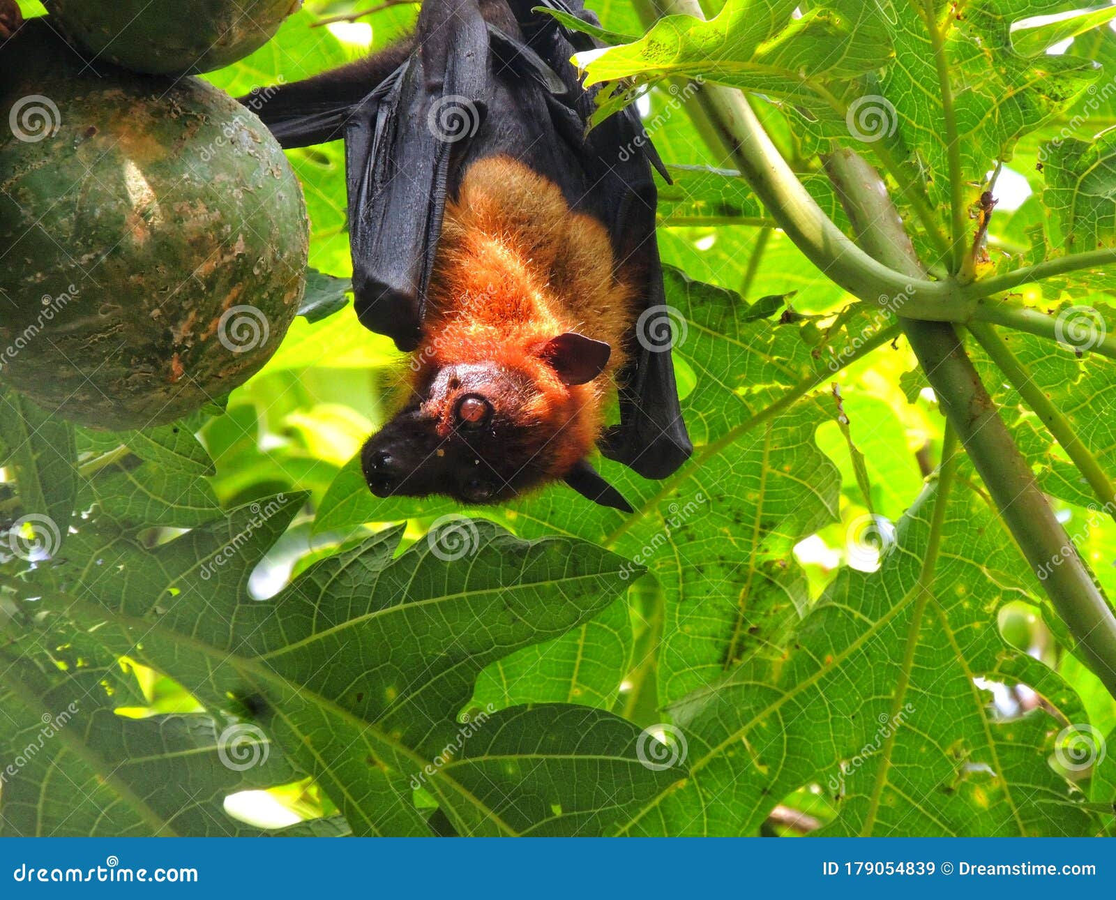 Wallpaper #2mdTDJMBSpphPi3-nt1P22 Bat Hanging from Tree Flying Fox Flying Mammal Stock Image Image of