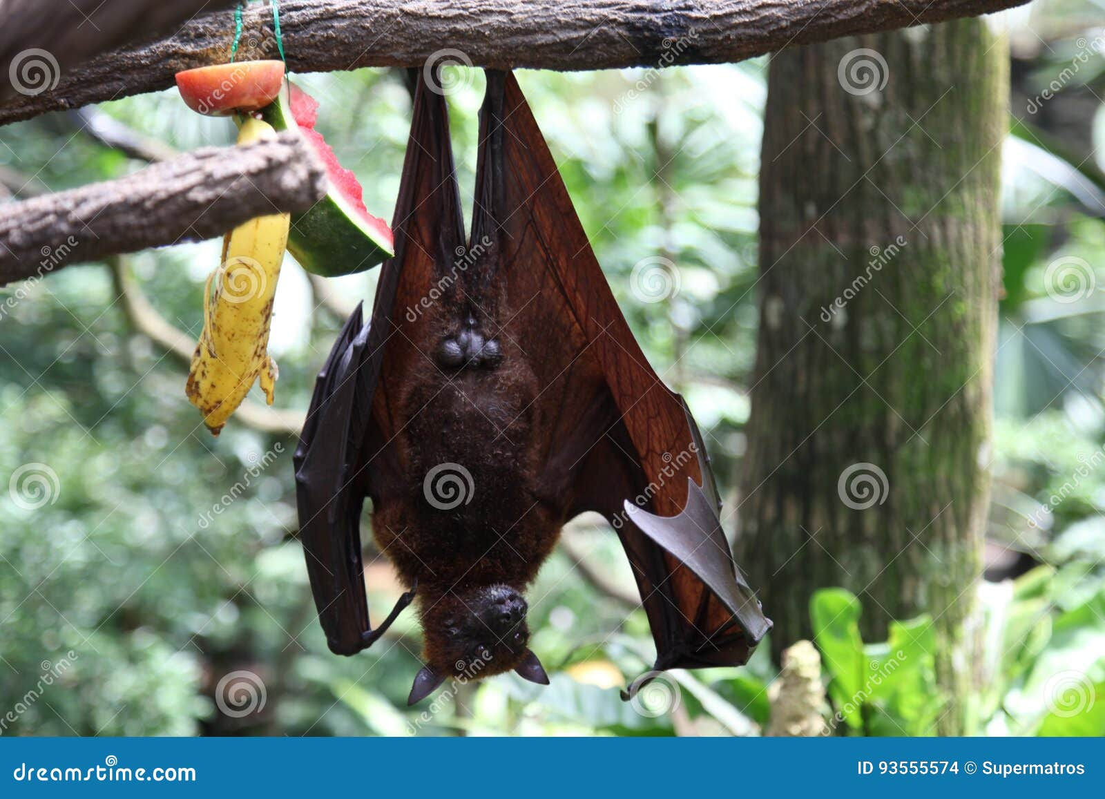 Wallpaper #2mdTDJMBSpphPi3-nt1P118 Bat is Hanging on a Tree Branch Singapore Stock Photo Image of Flier