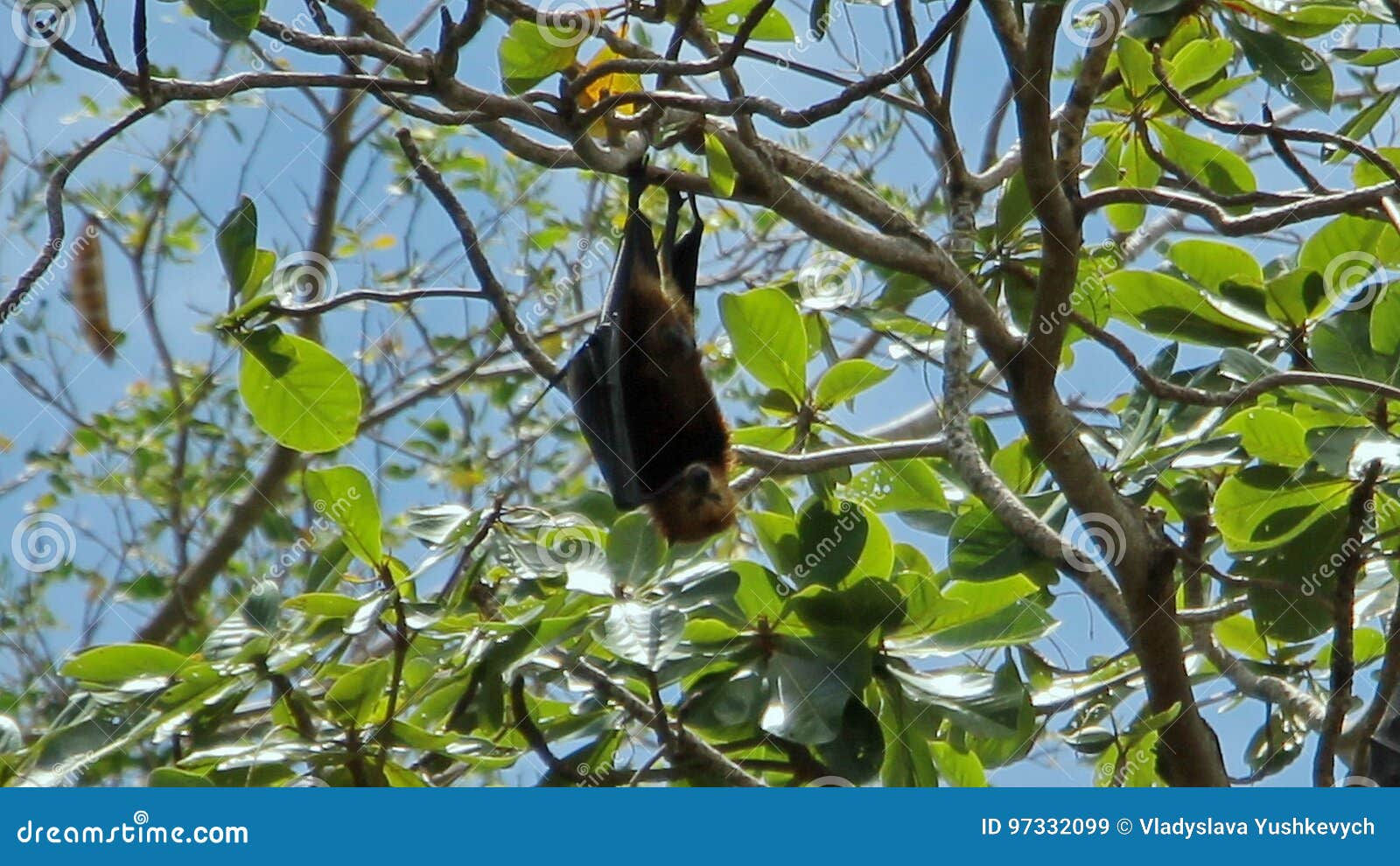 Wallpaper #2mdTDJMBSpphPi3-nt1P89 The Bat is Hanging on a Tree Stock Image Image of Spooky Background