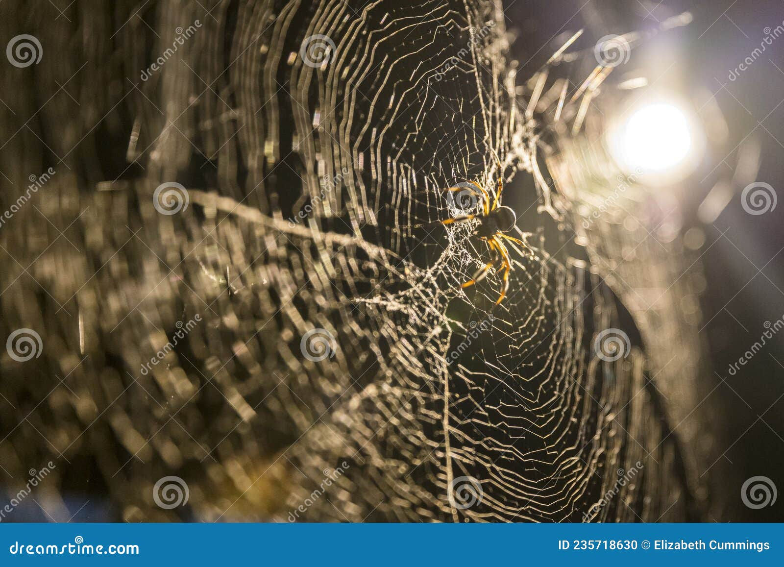 Wallpaper #HGcYCpMBSpphPi3-btPW12 Backlit Yellow and Black Spider Crawling Over Strands of Web Toward the