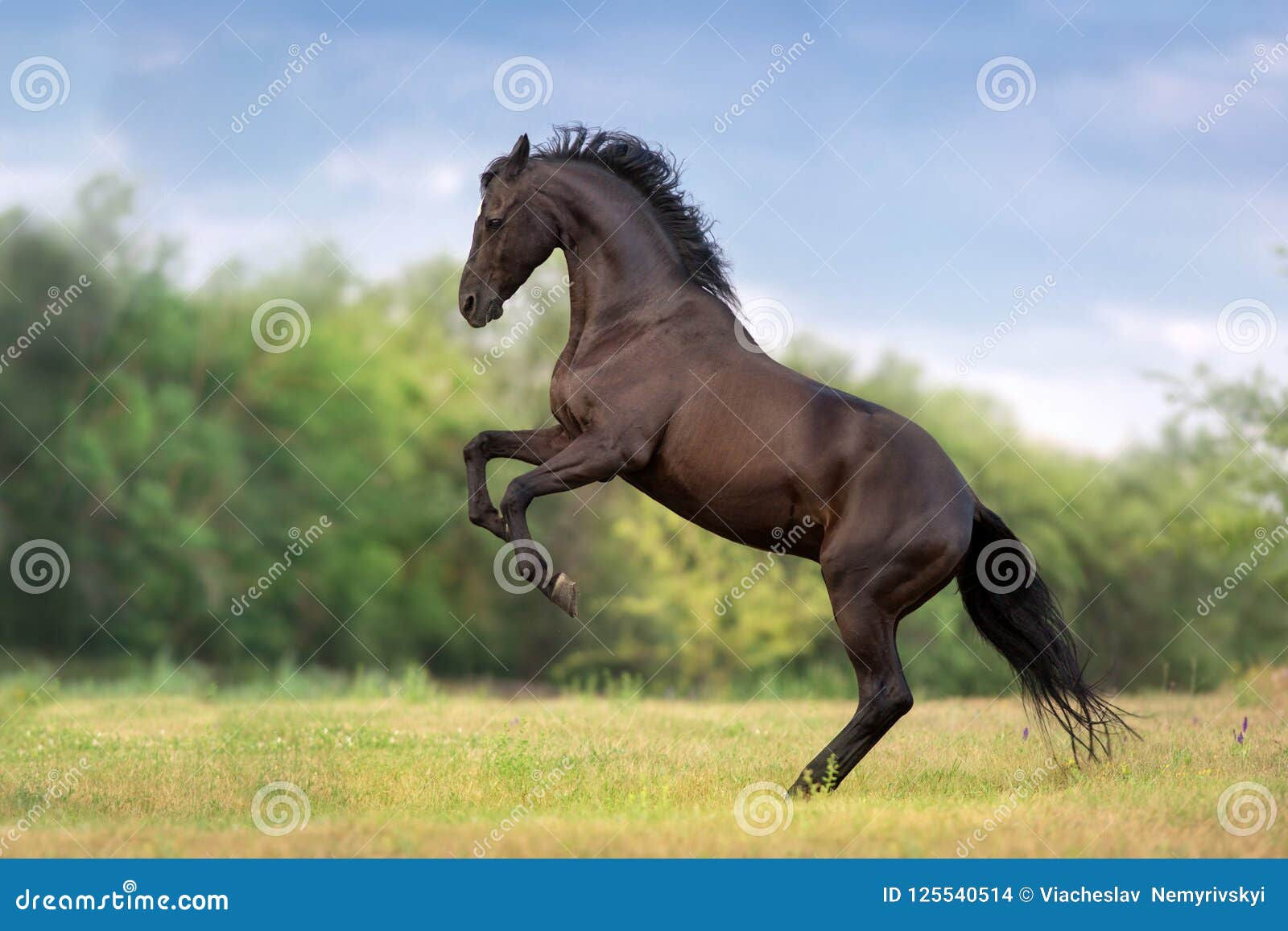 Wallpaper #-2cU-ZIBSpphPi3-KovY27 Beautiful Black Stallion Stock Photo Image of Nature 125540514