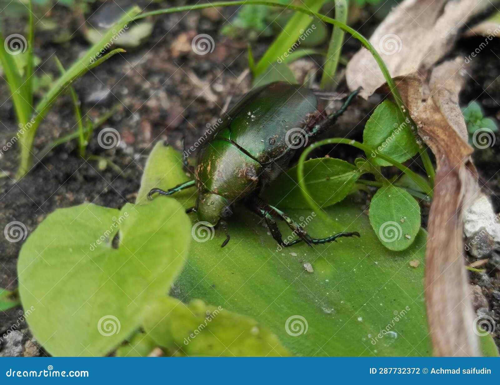 Wallpaper #9mdFCpMBSpphPi3-NNO0137 Beetles Known as Anomala Cuprea or Cupreous Chafer is Crawling on