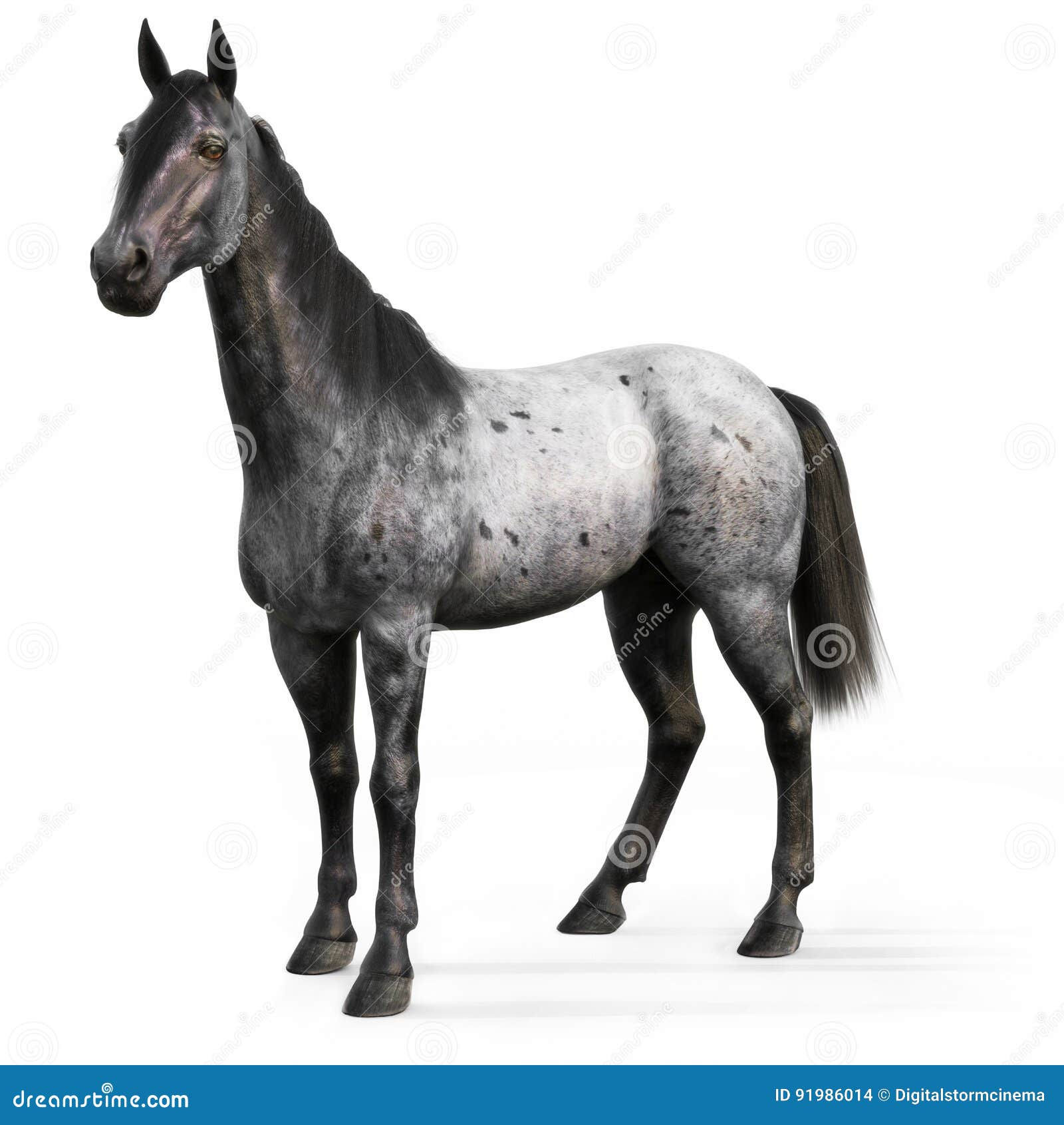 Wallpaper #C2eD8pIBSpphPi3-XnEU235 Blue Roan Horse on a White Background Stock Illustration