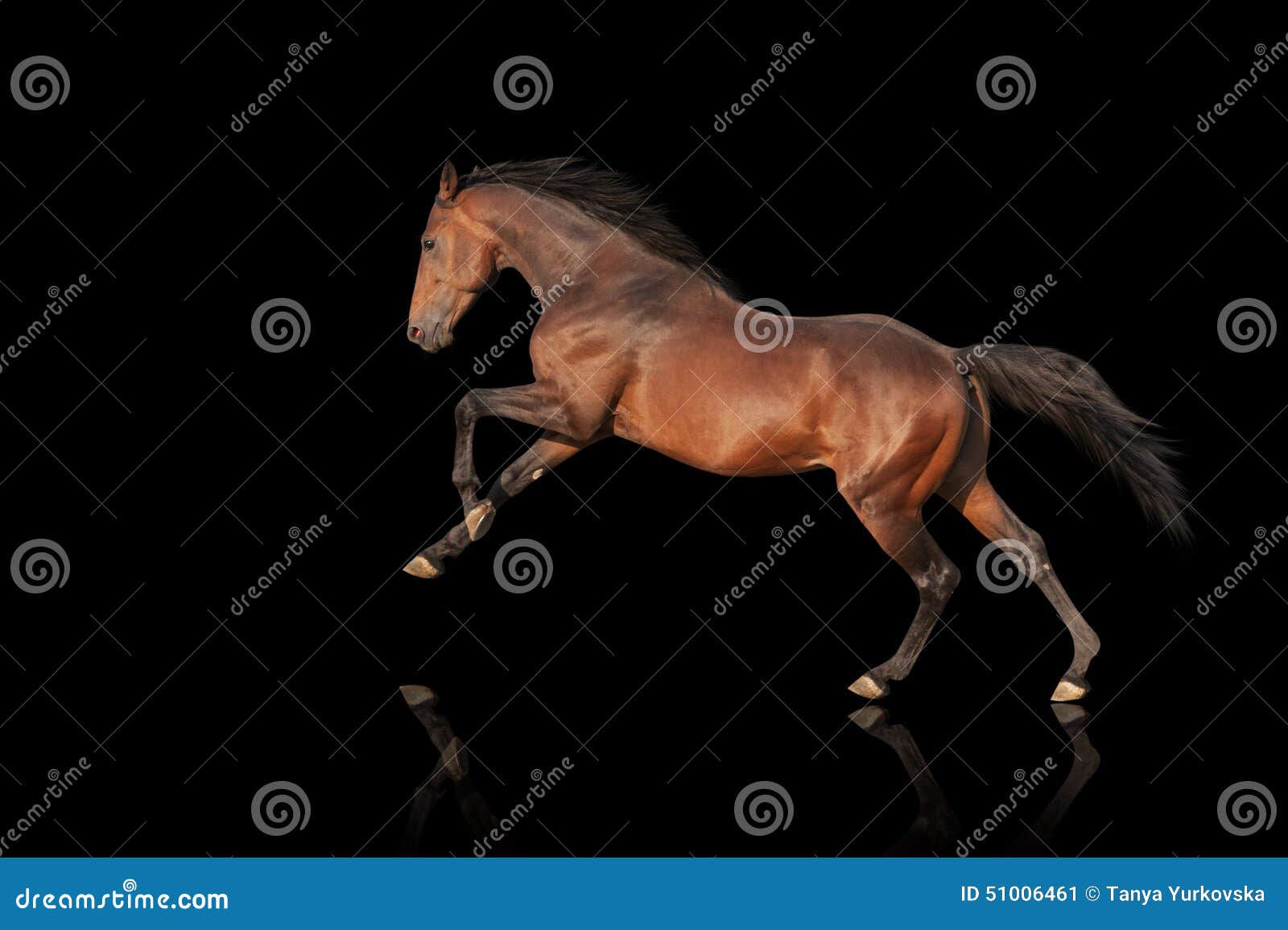 Wallpaper #bWfaEpMBSpphPi3-4_0h191 Beautiful Powerful Stallion Galloping Horse on a Black Background