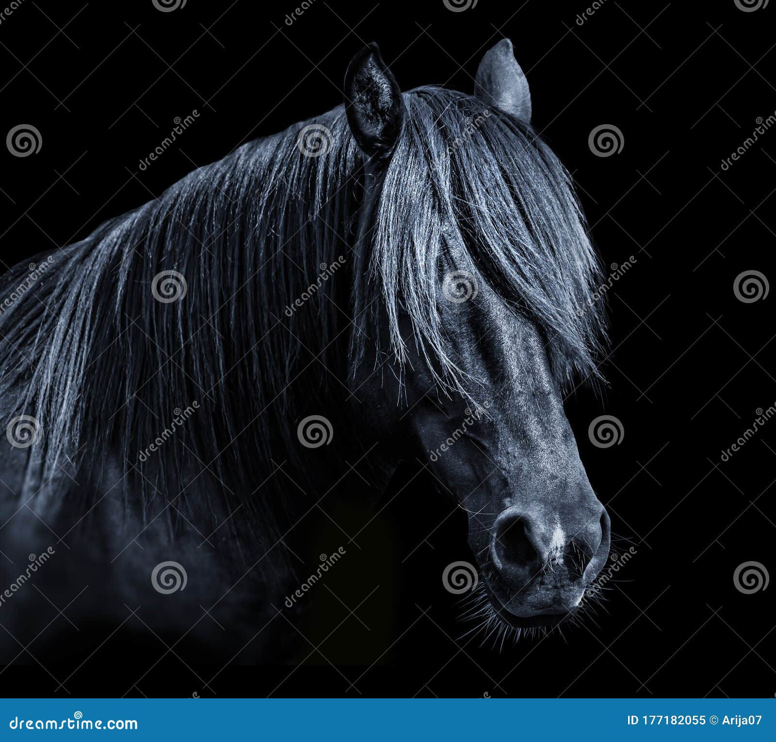 Wallpaper #bWfaEpMBSpphPi3-4_0h111 Black Horse Head Isolated on Black Background a Closeup Portrait of