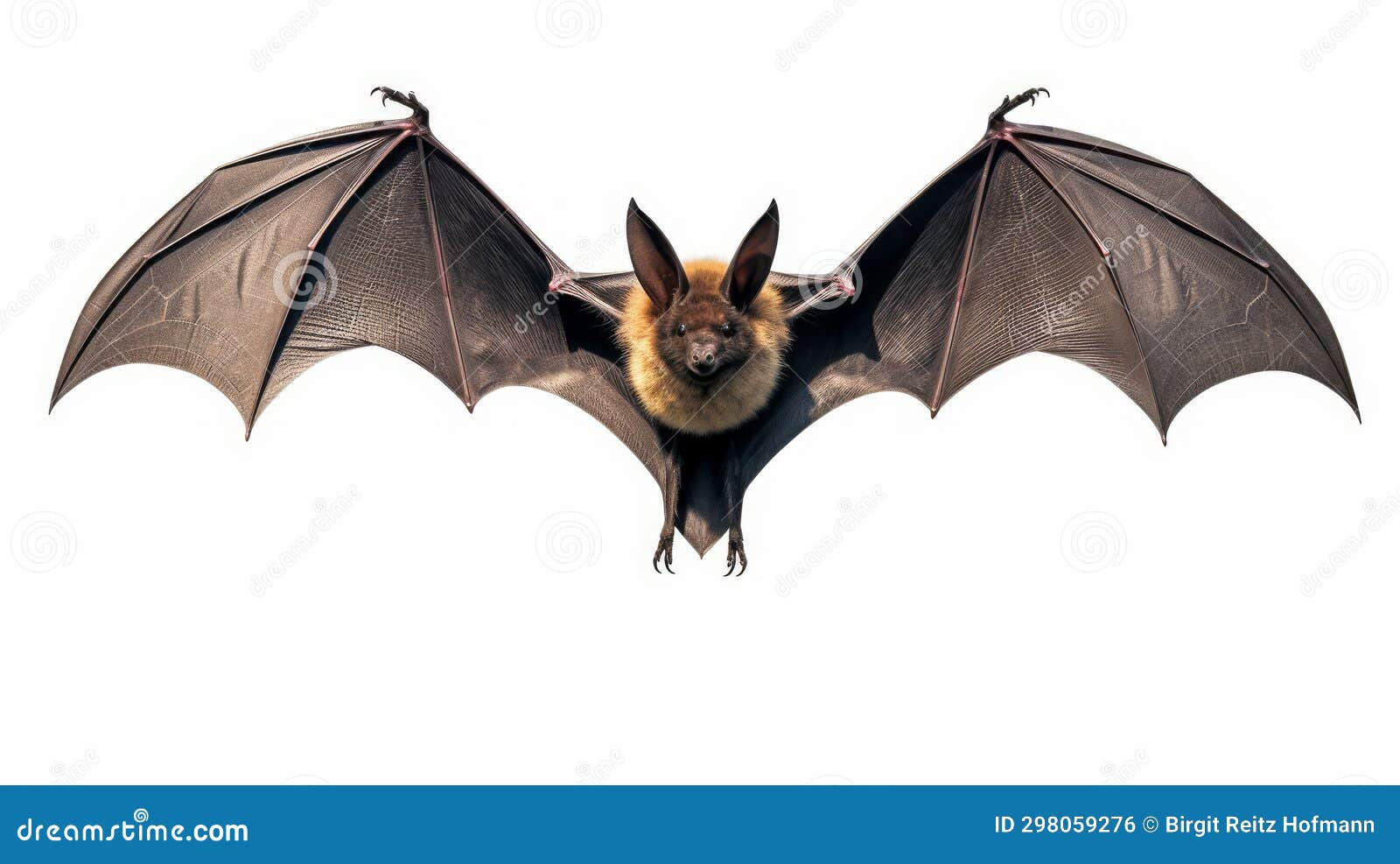 Wallpaper #dfTIOpMBKFX8bn3roXlL113 A Flying Bat Creature Stock Photo Image of Outdoors 298059276
