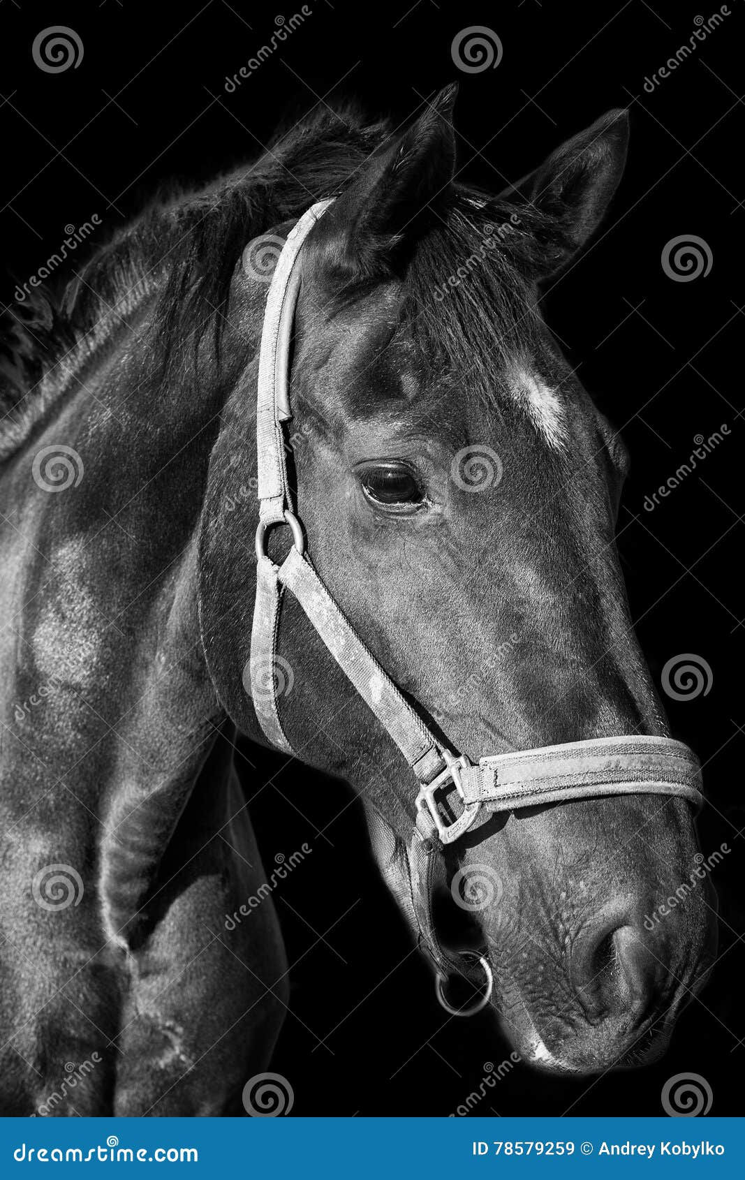 Wallpaper #bWfaEpMBSpphPi3-4_0h143 Black Horse Portrait on the Dark Background Stock Image Image of