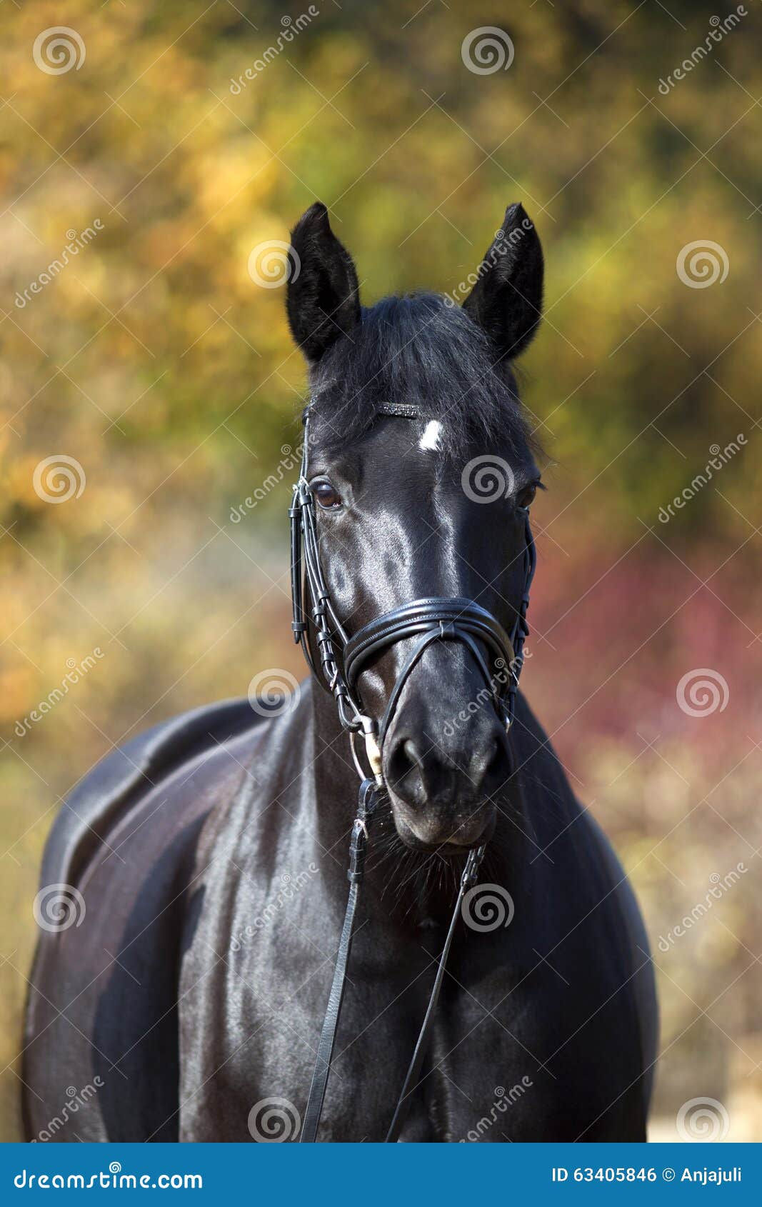 Wallpaper #CR2YLJMBlOZrFDOk0ssm48 Black Horse Portrait Stock Photo Image of Grazing Chestnut 63405846