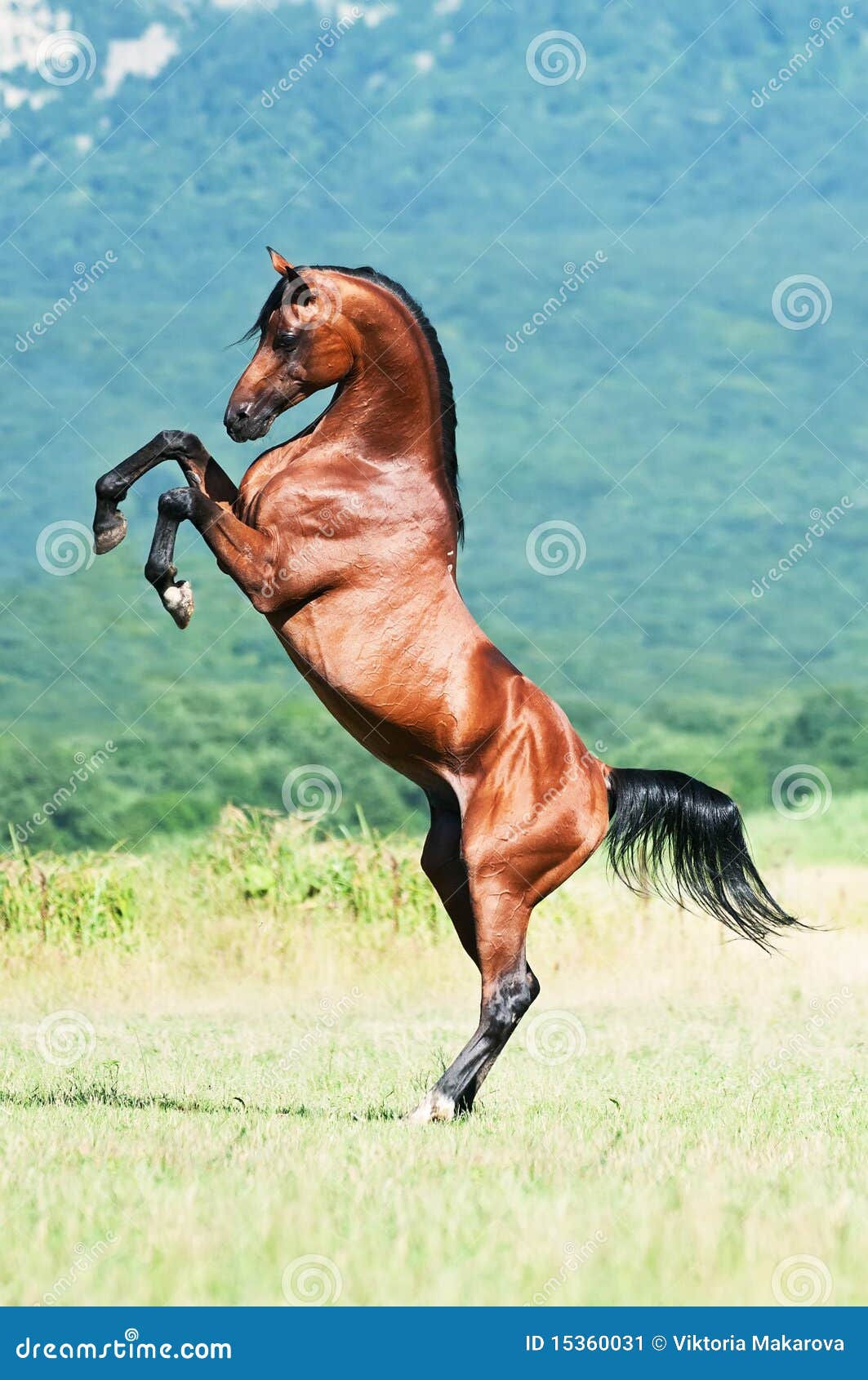 Wallpaper #-2cU-ZIBSpphPi3-KovY181 Bay Arabian Stallion Rearing Stock Image Image 15360031