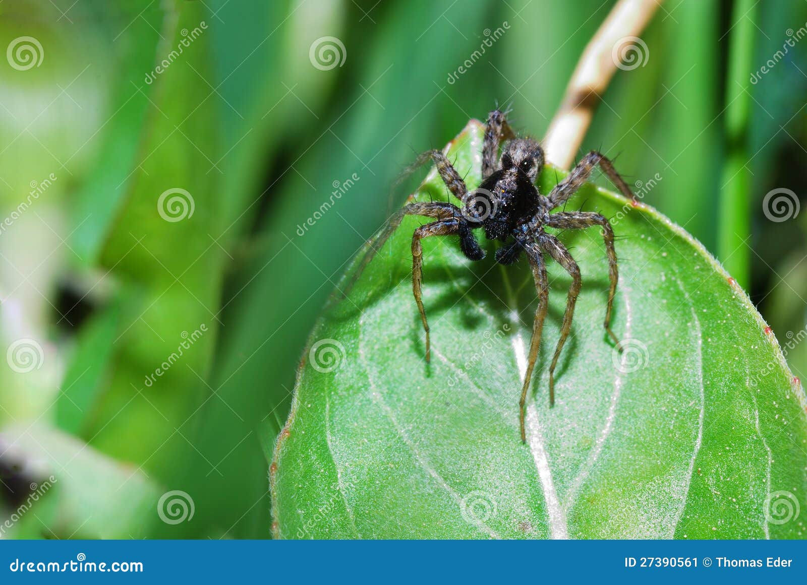 Wallpaper #46455 Brown Spider Cartoon Isolated Illustration Stock Vector Image Art Alamy