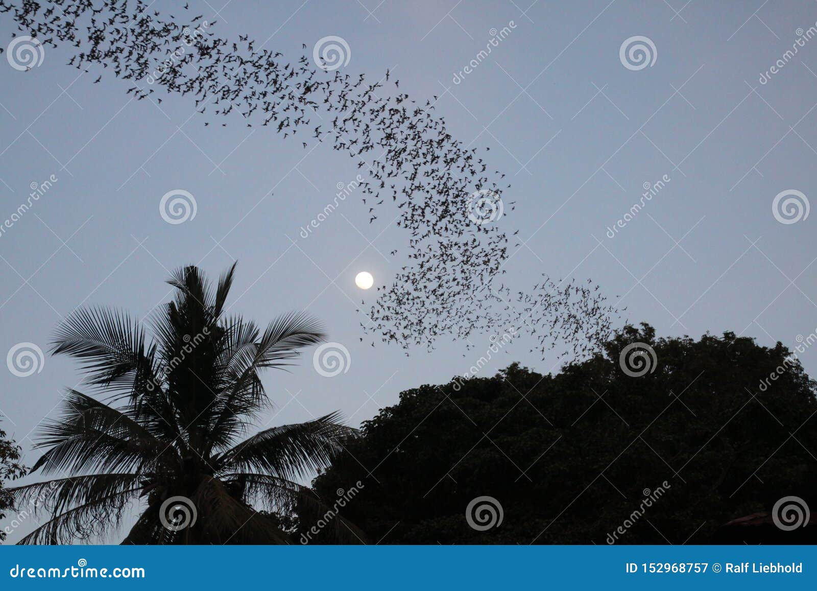 Wallpaper #shnGHY8BtGB6xQ78GHfJ18 Battambong Bat Cave Banan Cambodia Countless Bats Swarming Out in