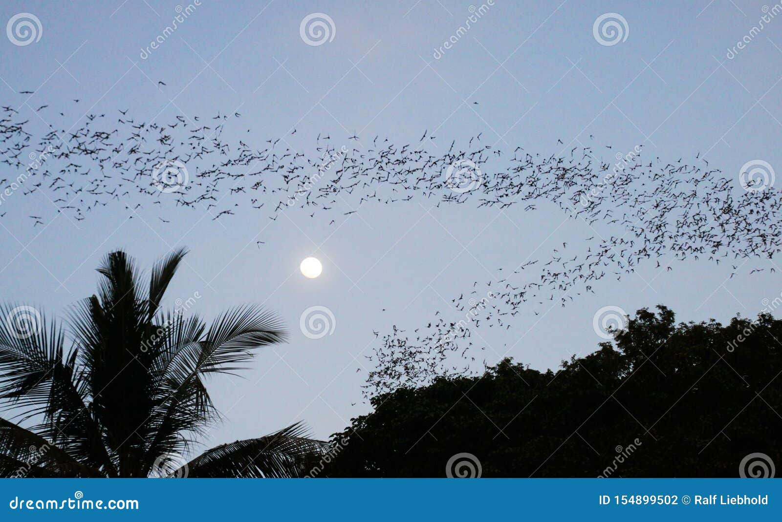 Wallpaper #shnGHY8BtGB6xQ78GHfJ21 Countless Bats Swarming Out in the Evening Dusk with Full Moon and