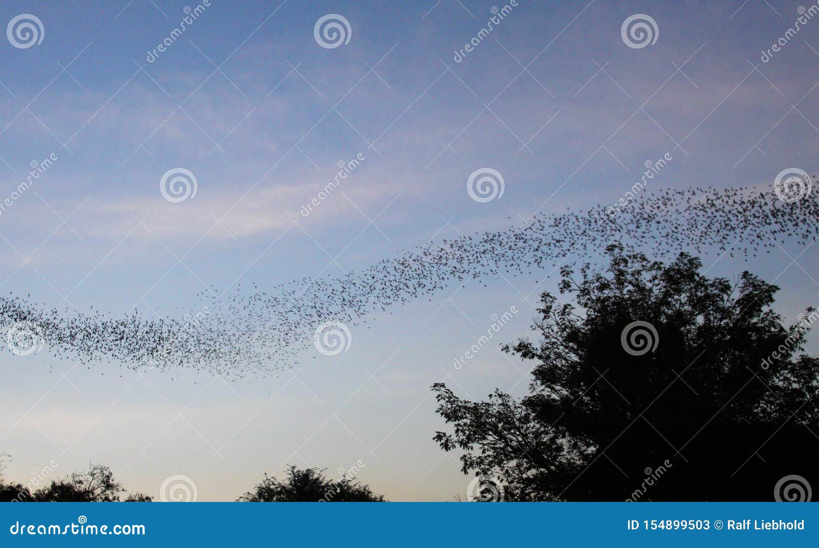 Wallpaper #shnGHY8BtGB6xQ78GHfJ24 Countless Bats Swarming Out in the Evening Dusk Stock Image Image of