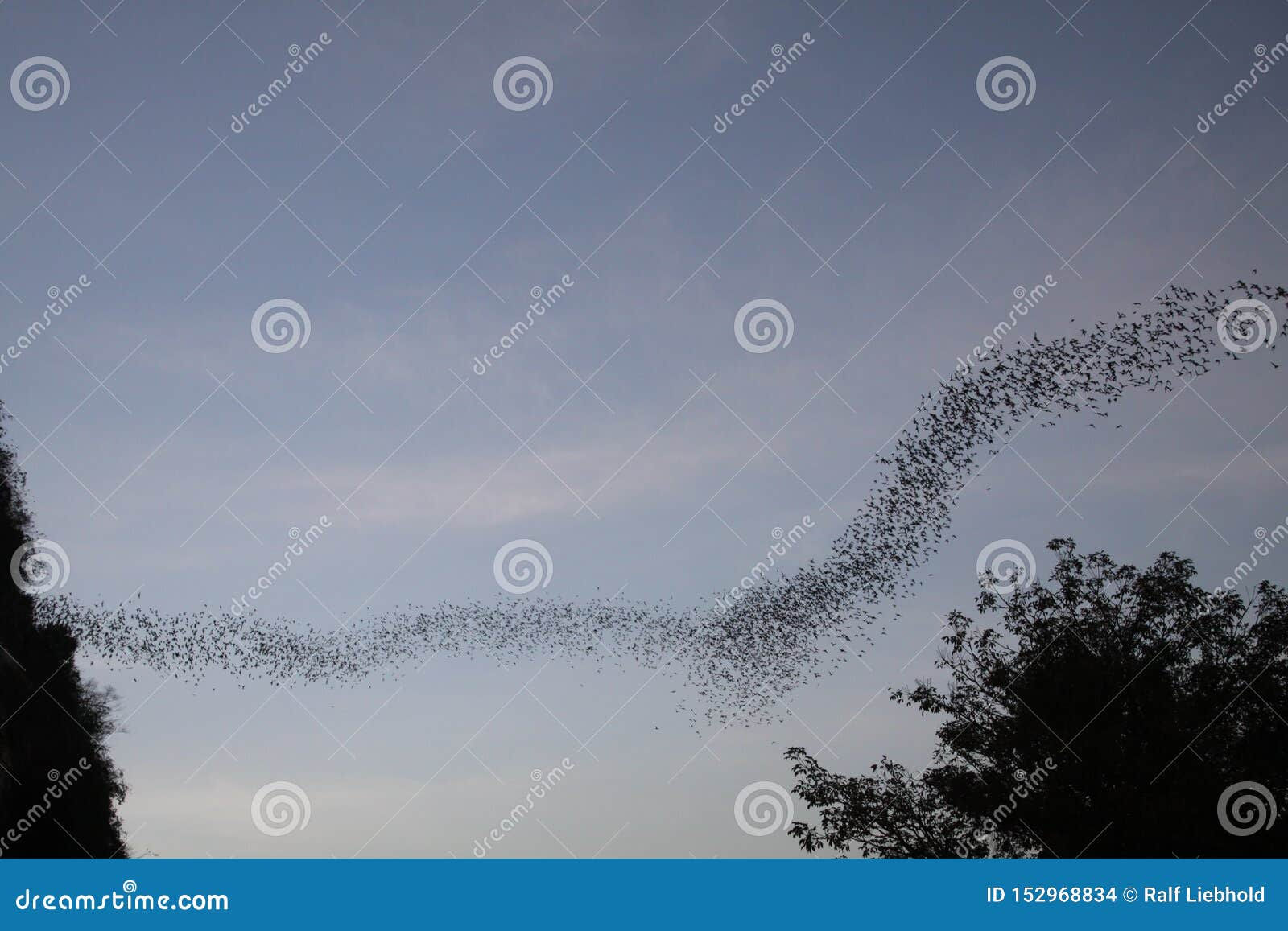 Wallpaper #shnGHY8BtGB6xQ78GHfJ19 Battambong Bat Cave Banan Cambodia Countless Bats Swarming Out in