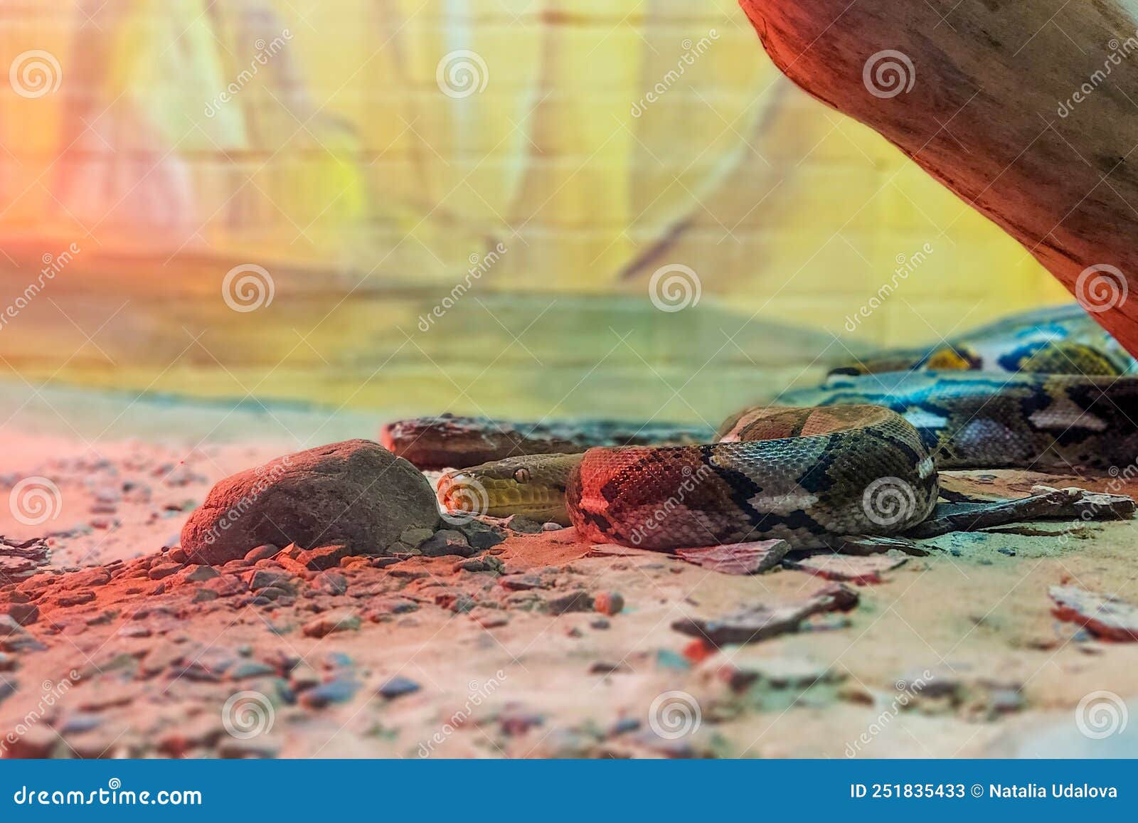 Wallpaper #9mdFCpMBSpphPi3-NNO0370 Boa Constrictor Crawling on the Ground Stock Image Image of Flower
