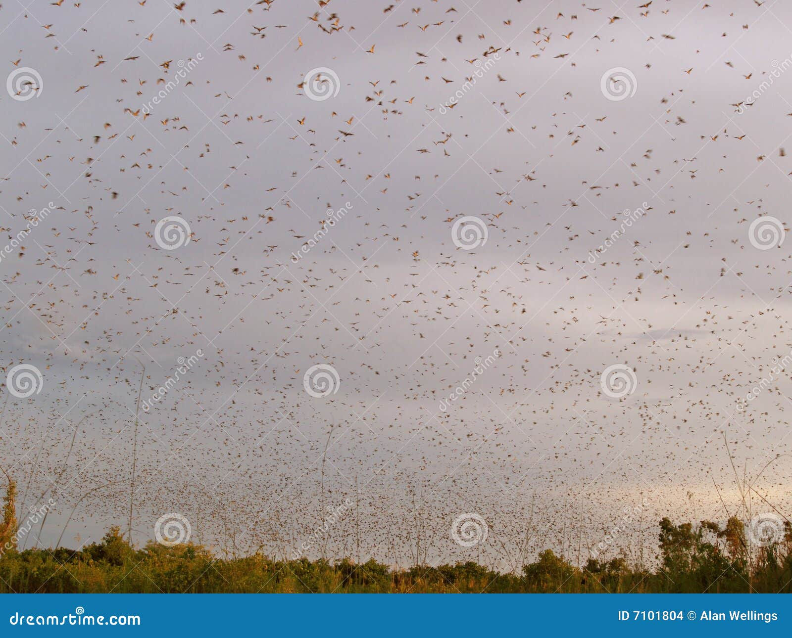Wallpaper #shnGHY8BtGB6xQ78GHfJ27 Bat Swarm Stock Photo Image of Africa Wildlife Animals 7101804