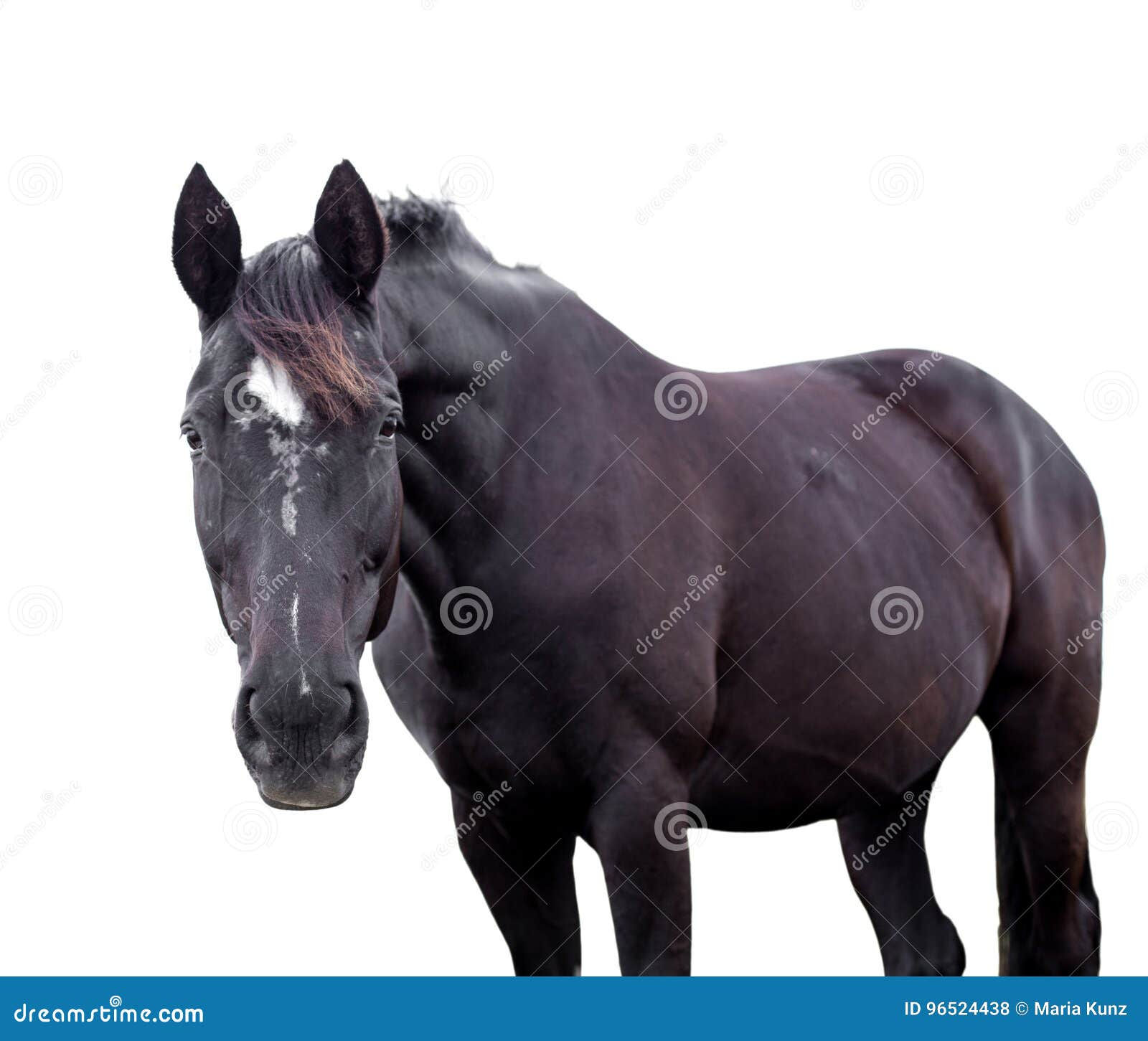 Wallpaper #CR2YLJMBlOZrFDOk0ssm256 Black Horse Isolated on White Stock Photo Image of Black Looking