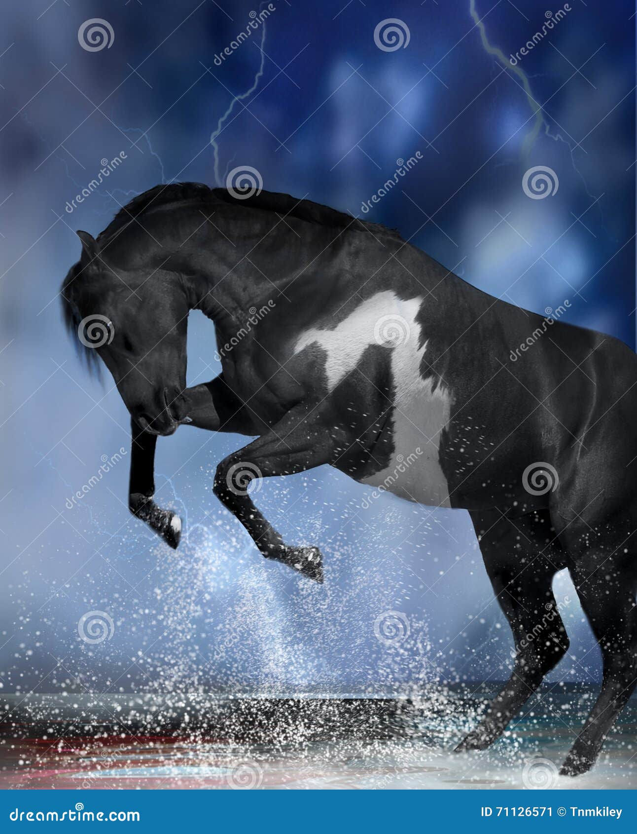 Wallpaper #-2cU-ZIBSpphPi3-KovY85 Black Stallion Stock Image Image of Puddle Splash Powerful 71126571