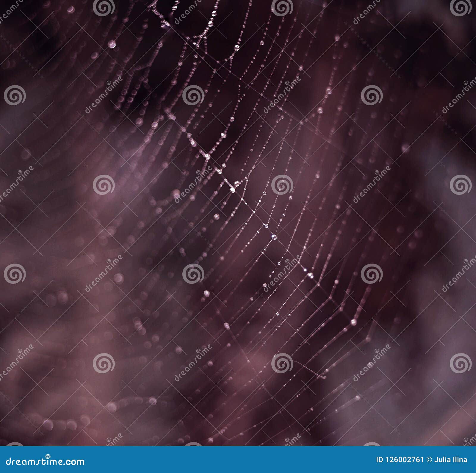 Wallpaper #dSaZmZcBNyflpn9rbIgg88 Blur Purple Web Background Drops Water Stock Image Image of Macro